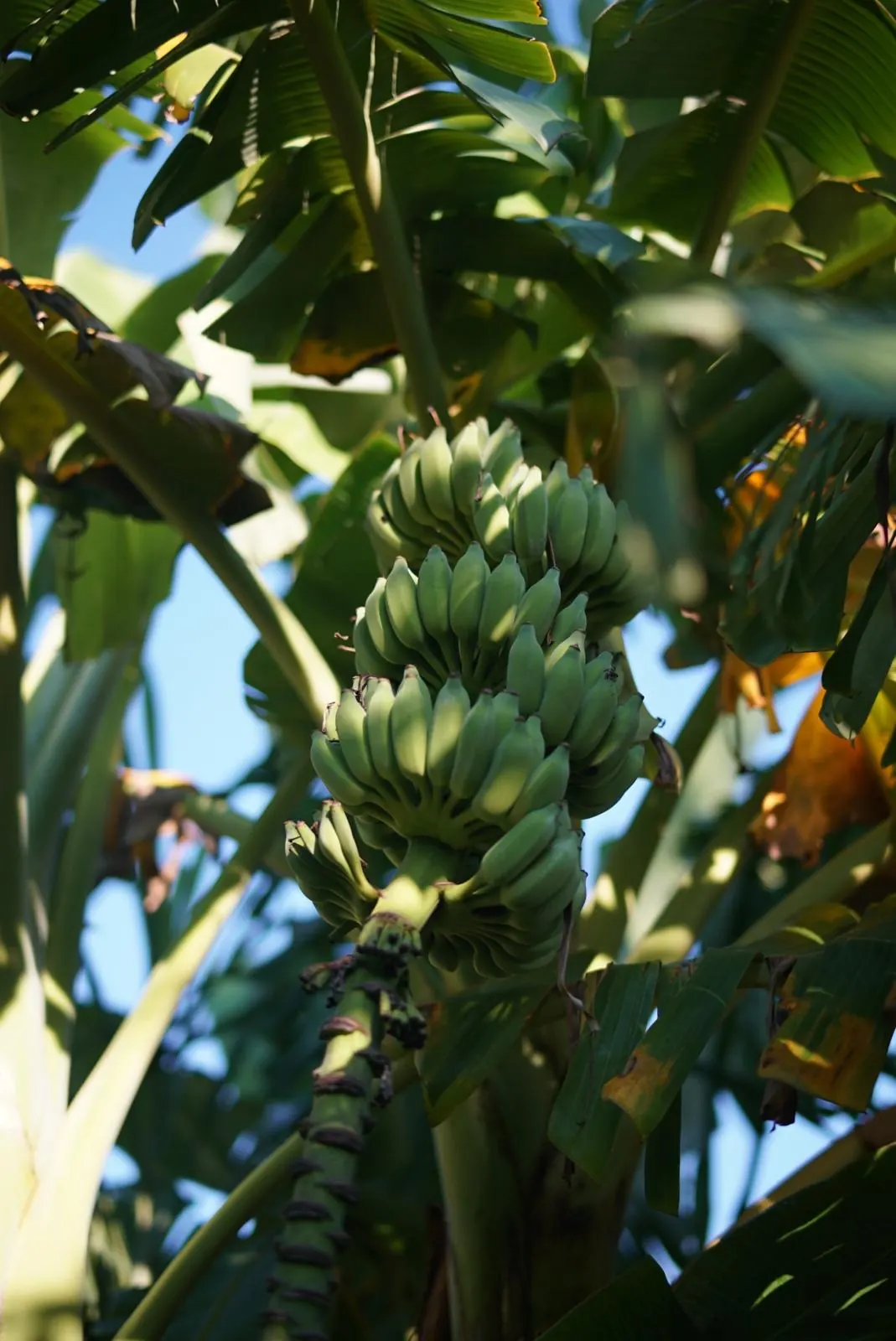Green banana bunch