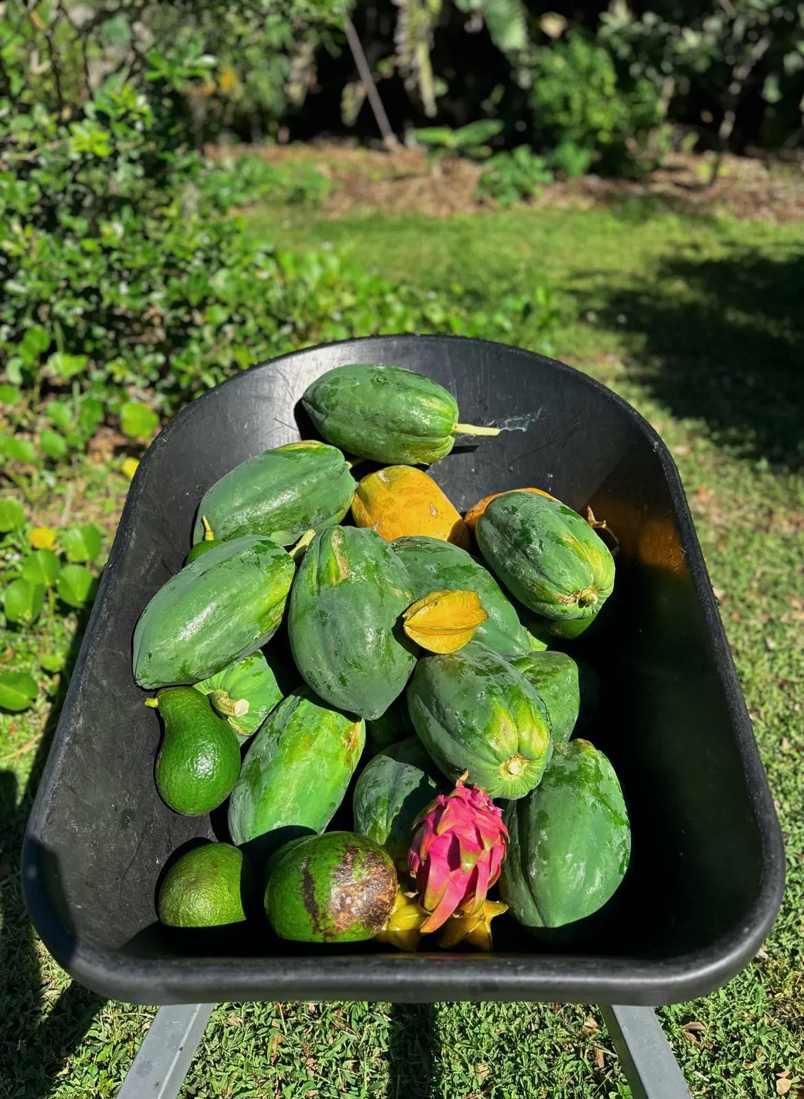 A wheelbarrow of papaya, avocado, starfruit and dragon fruit harvested in Bradenton