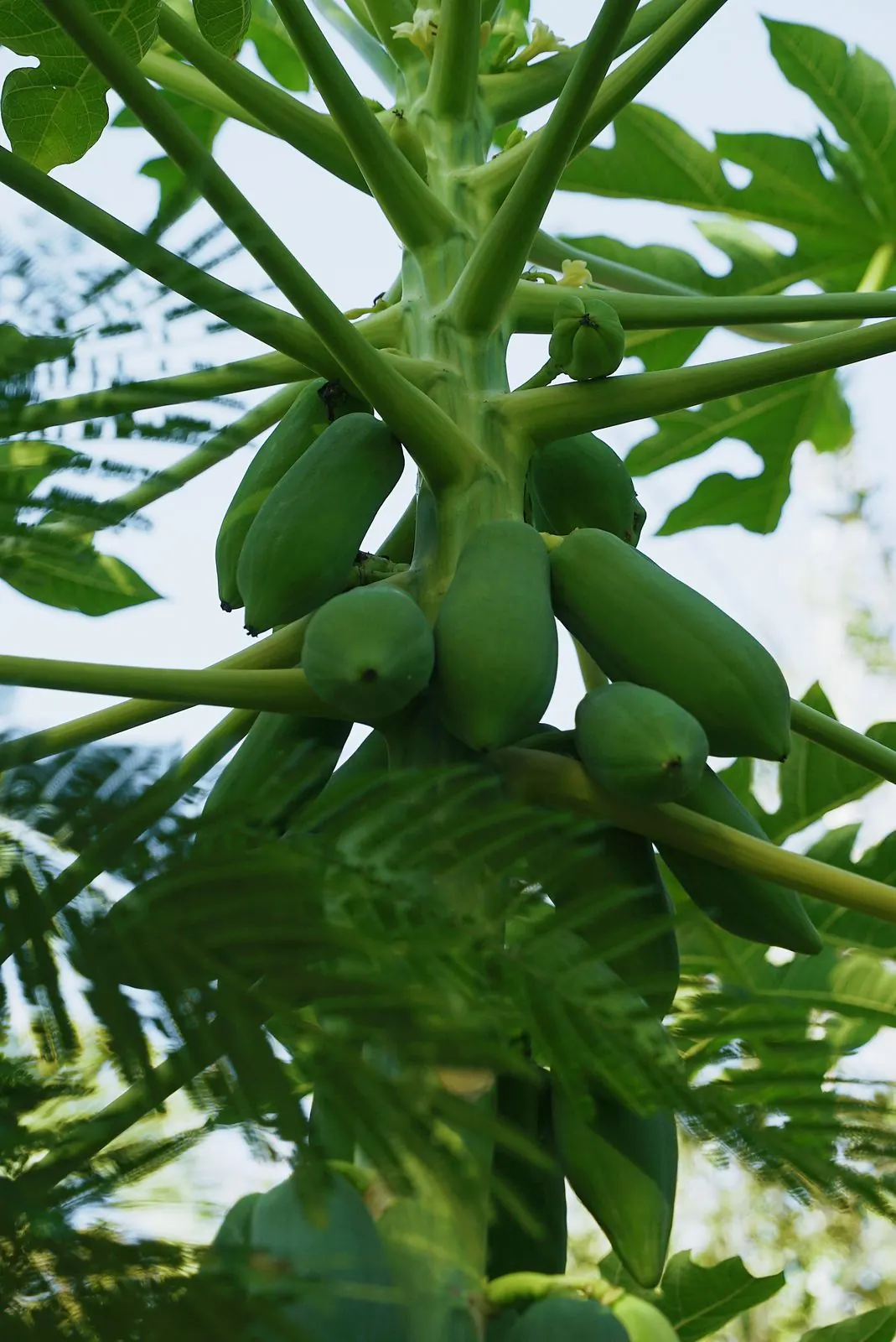 A cluster of green papayas under the leaf canopy in Bradenton