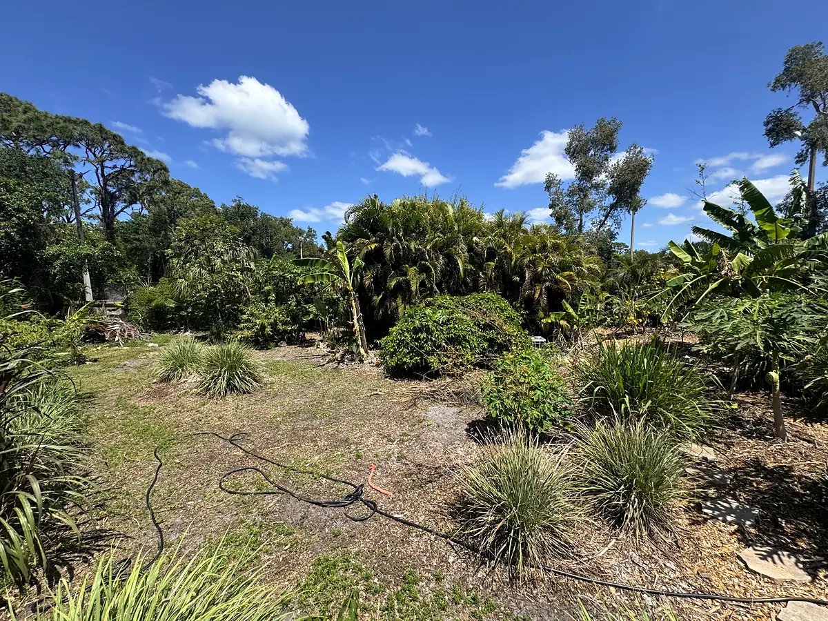 First clumps of grasses and young plantings across a sandy yard, Bradenton 2024