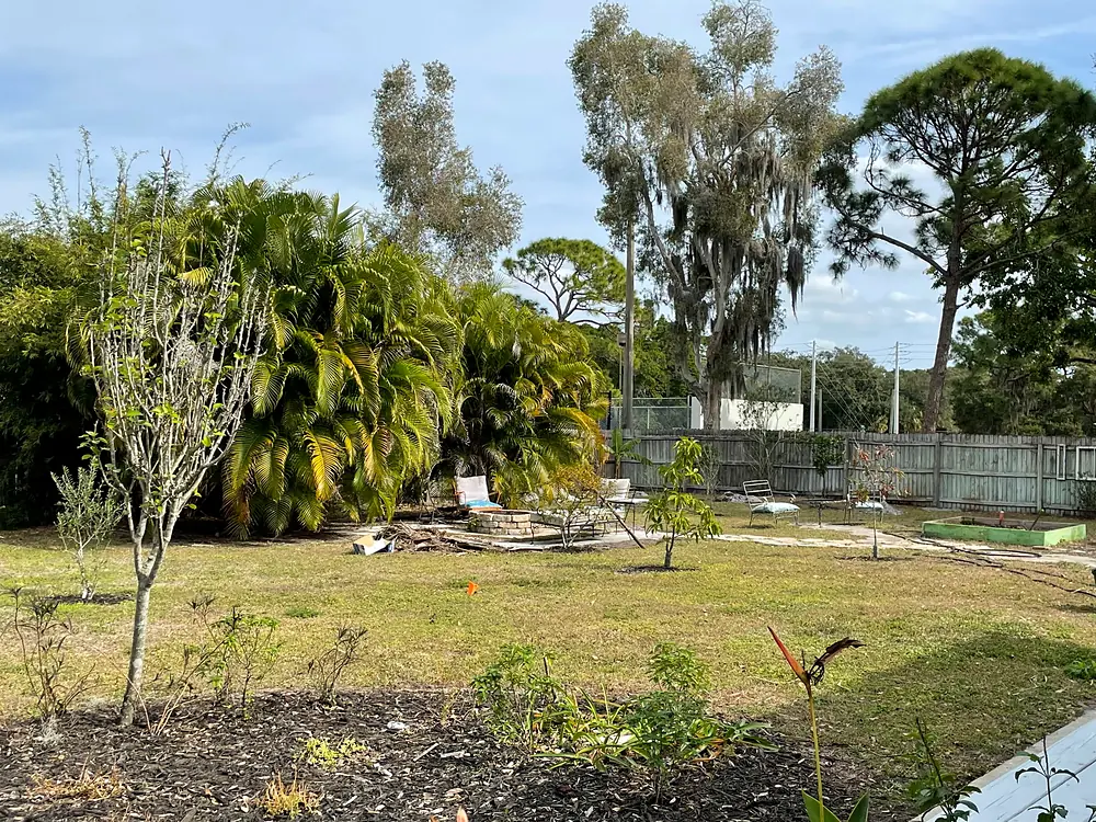 Open Bradenton backyard lawn with a few young fruit trees before the food forest, 2024
