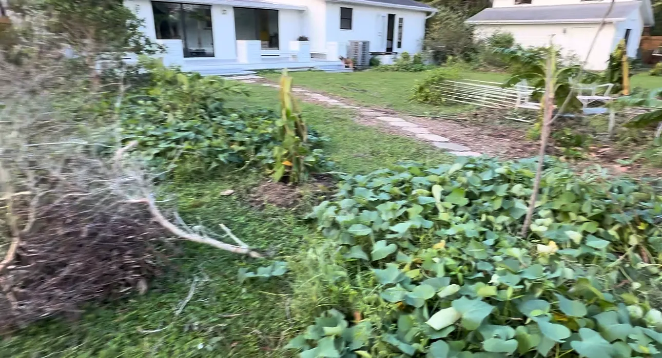 Storm-damaged plantings after Hurricane Milton in a Bradenton backyard, 2024