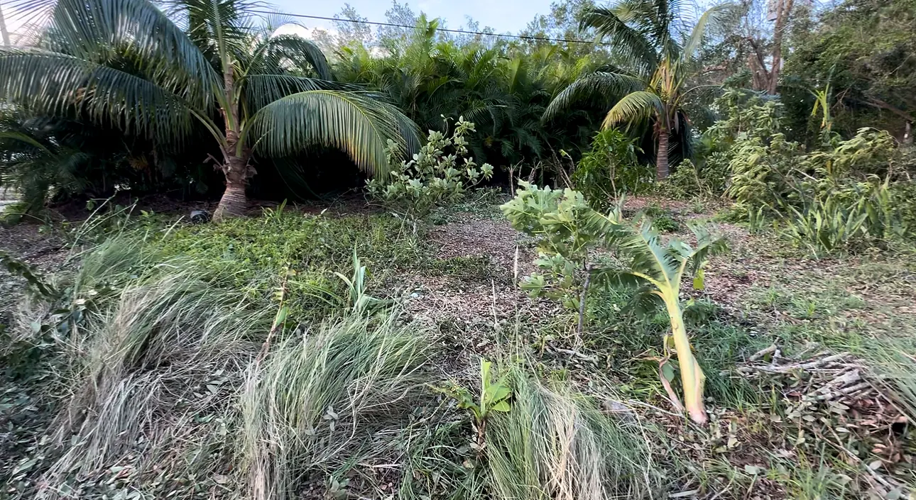Wind-damaged palms and plantings after the 2024 hurricane