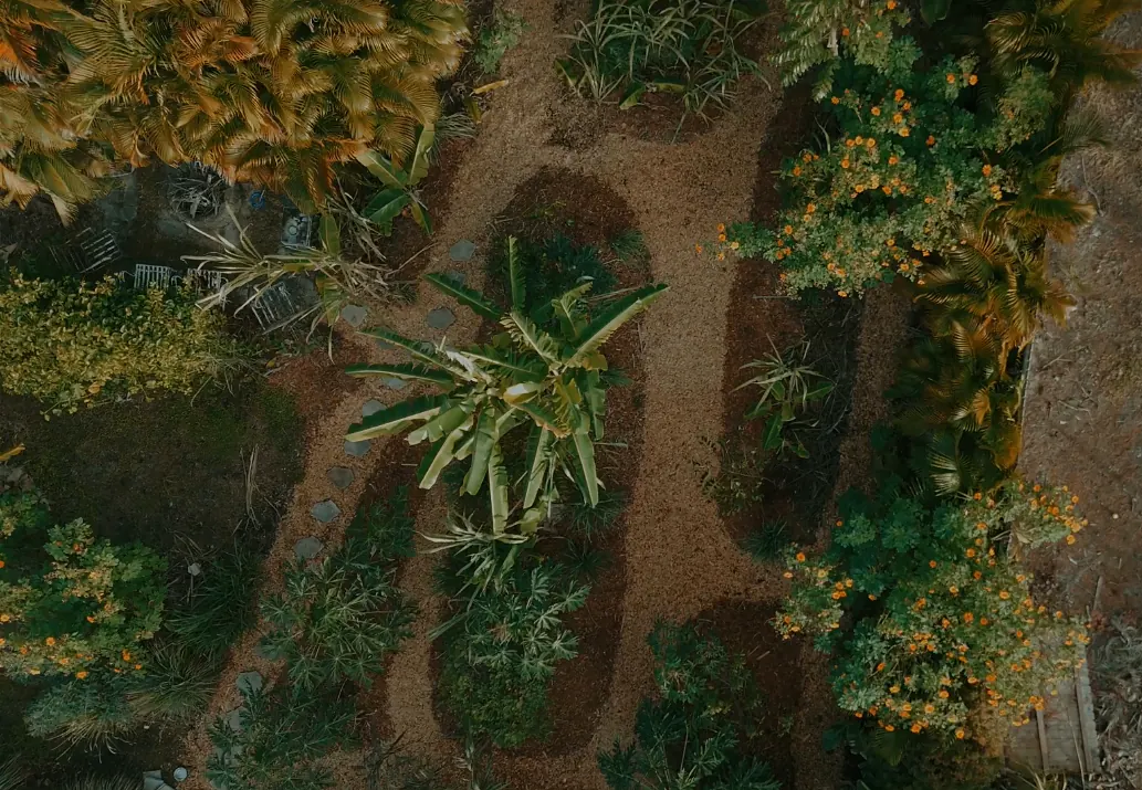 Overhead view of banana and fruit tree rows filling in, December 2025