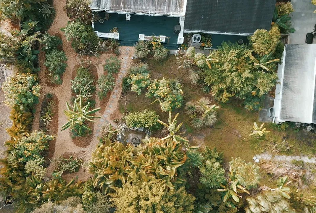 Aerial view of curved syntropic food forest rows and mulched paths in Bradenton, December 2025
