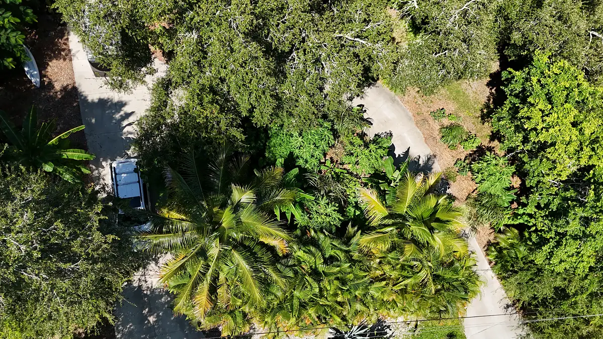 Aerial view of a closed tropical canopy over the Bradenton food forest, September 2026