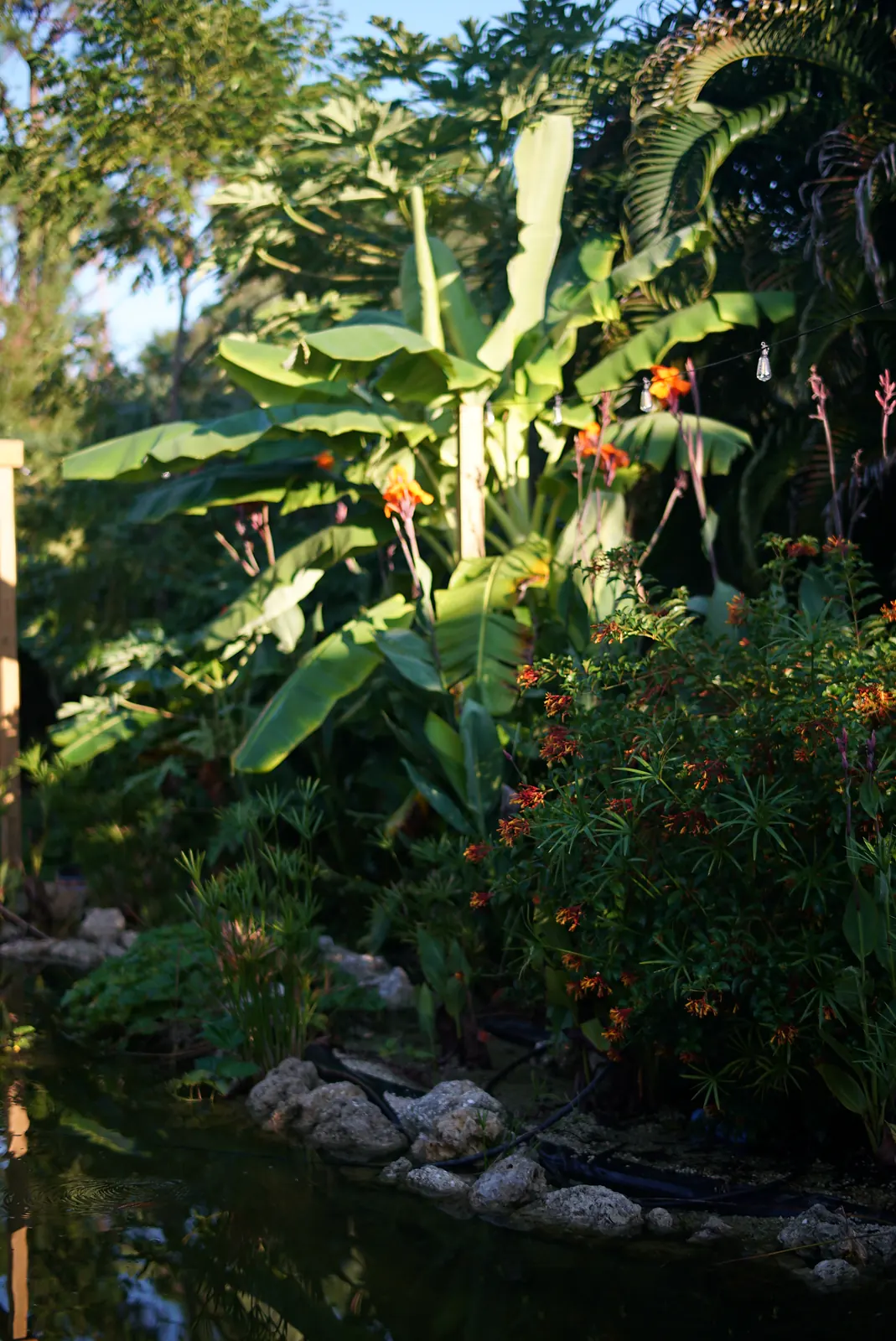 Bananas and flowering plants growing around the edge of the water-harvesting lagoon