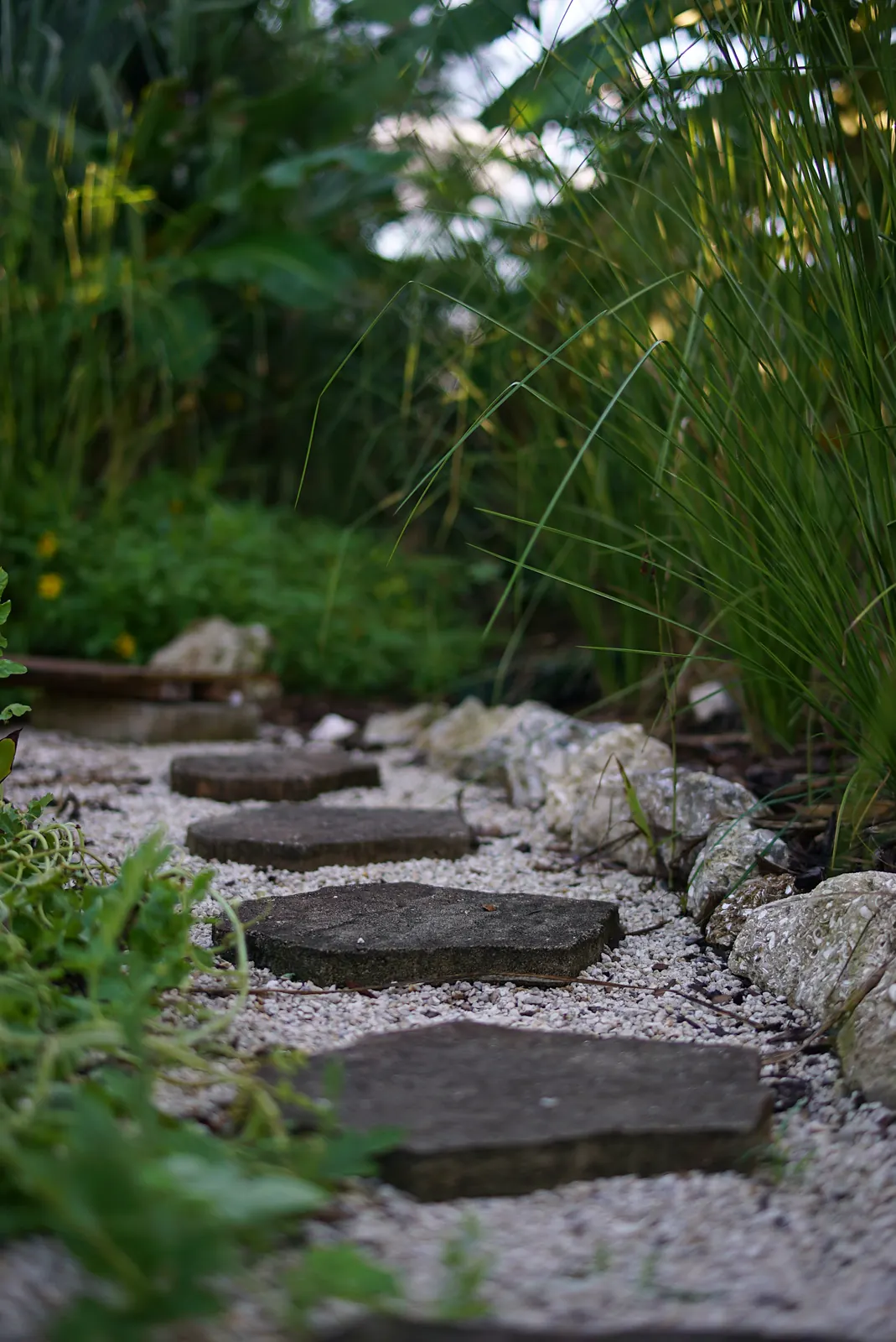 Stepping stones winding through dense tropical planting