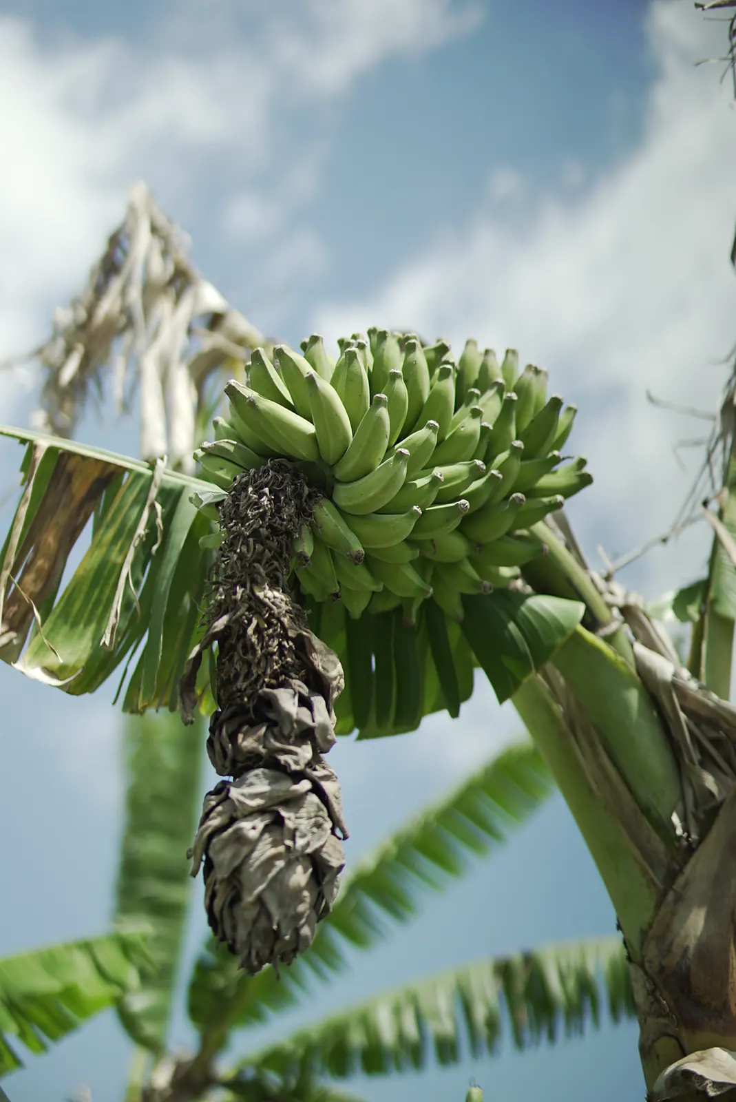 A bunch of green bananas against a blue sky