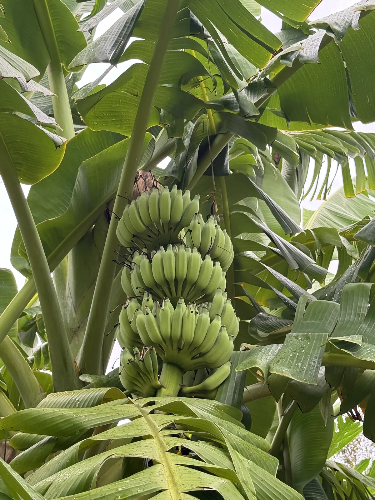 Bunch of green bananas growing under broad banana leaves
