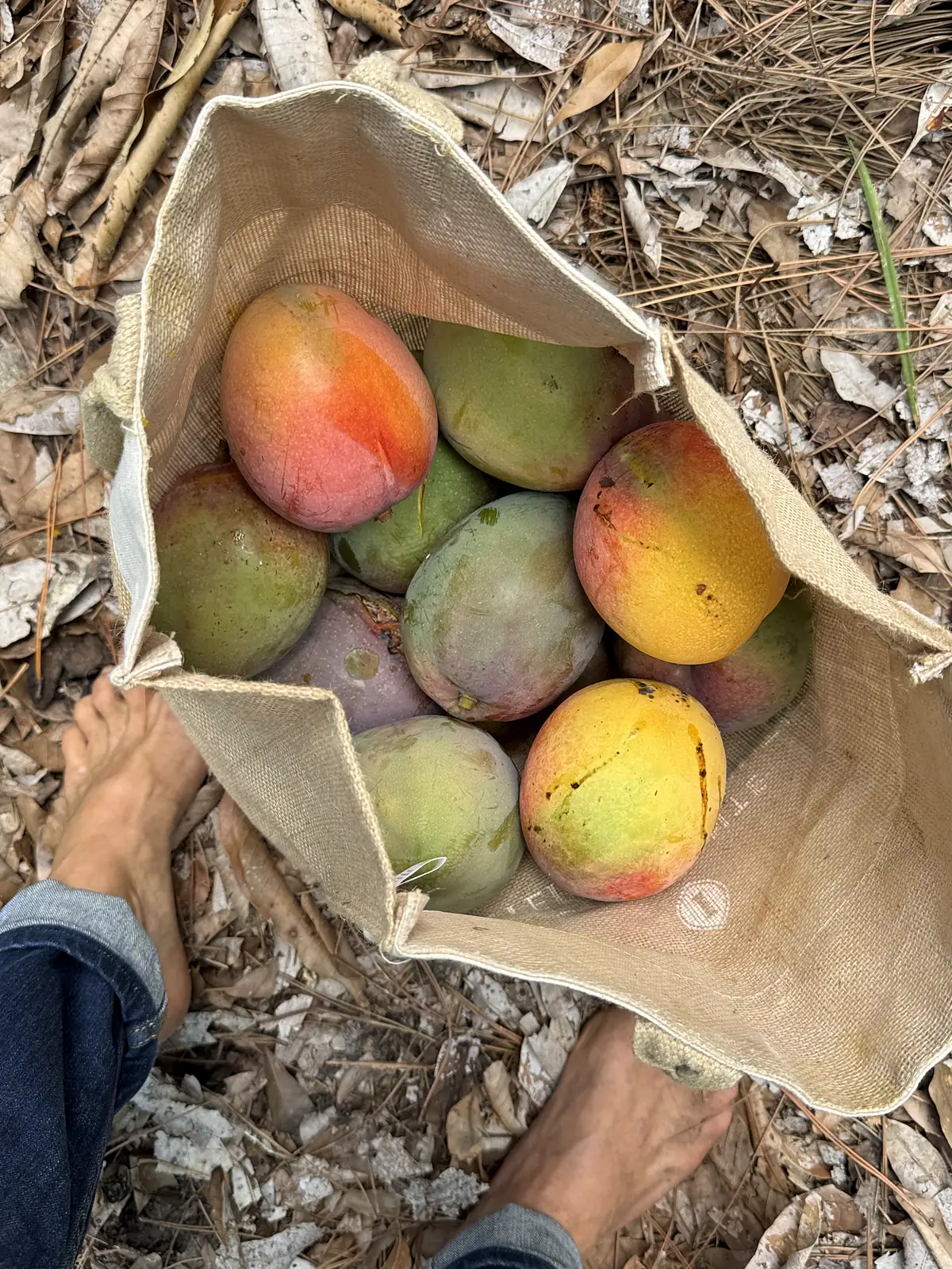 Canvas bag full of ripe mangoes from the Bradenton food forest