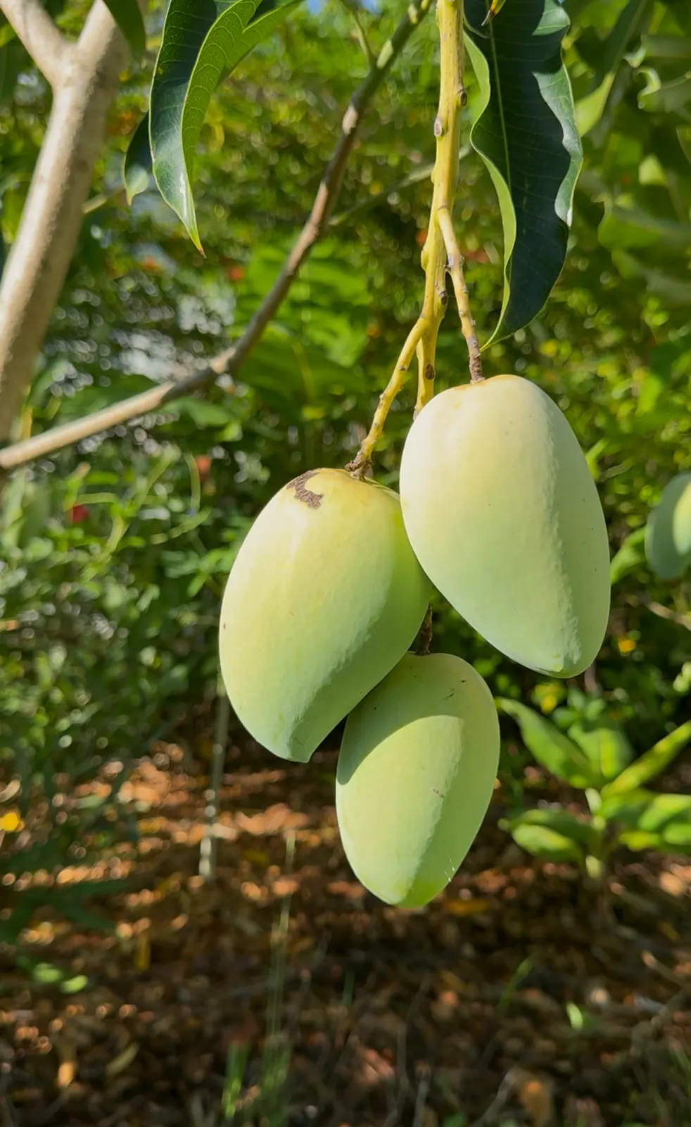 Green mangoes hanging from a mango tree in a Florida backyard food forest