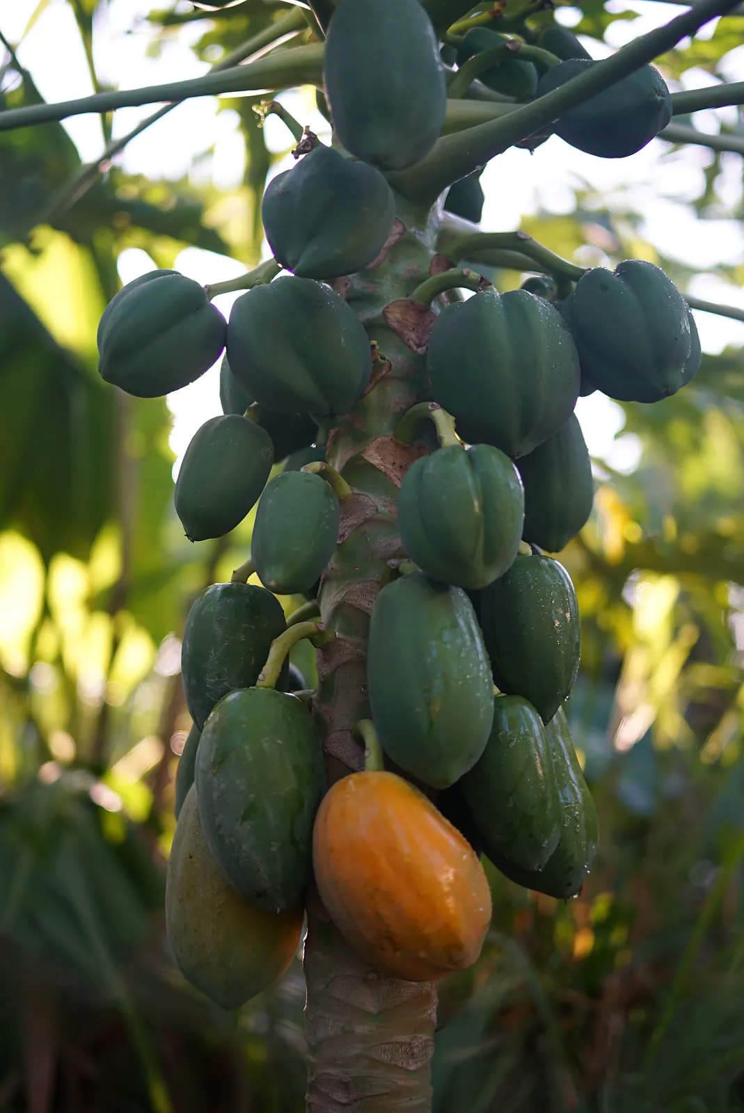 Papaya trunk stacked with green and ripening fruit in the Bradenton food forest