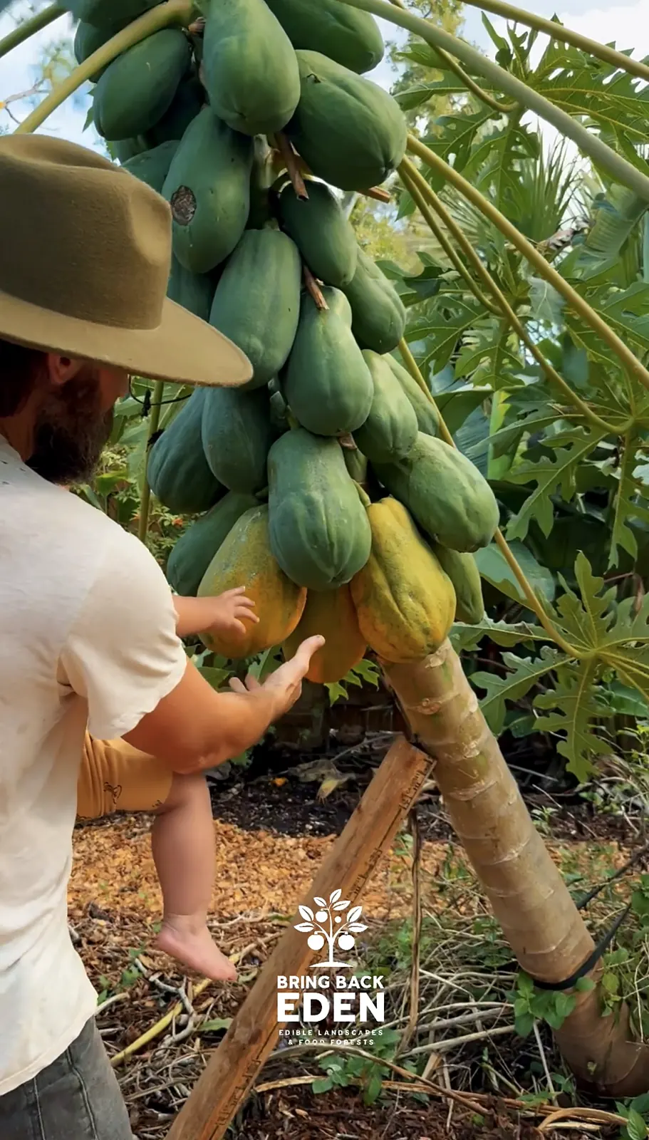 Picking papayas from a tall papaya trunk heavy with fruit