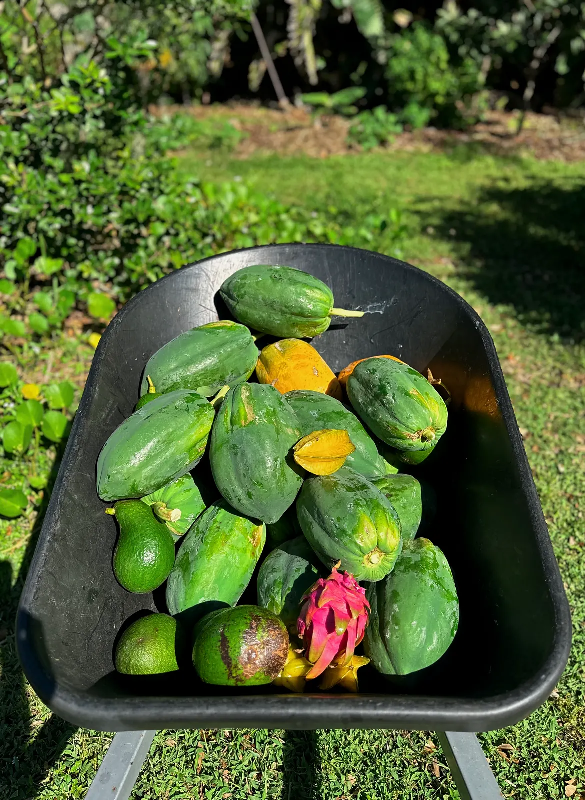 Wheelbarrow full of green and ripening papayas with a dragon fruit