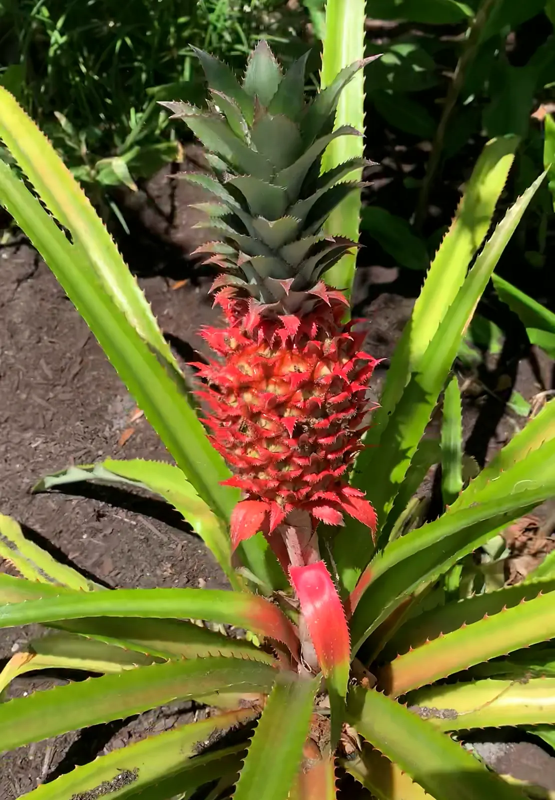 Red pineapple fruit forming in a bed of mulch