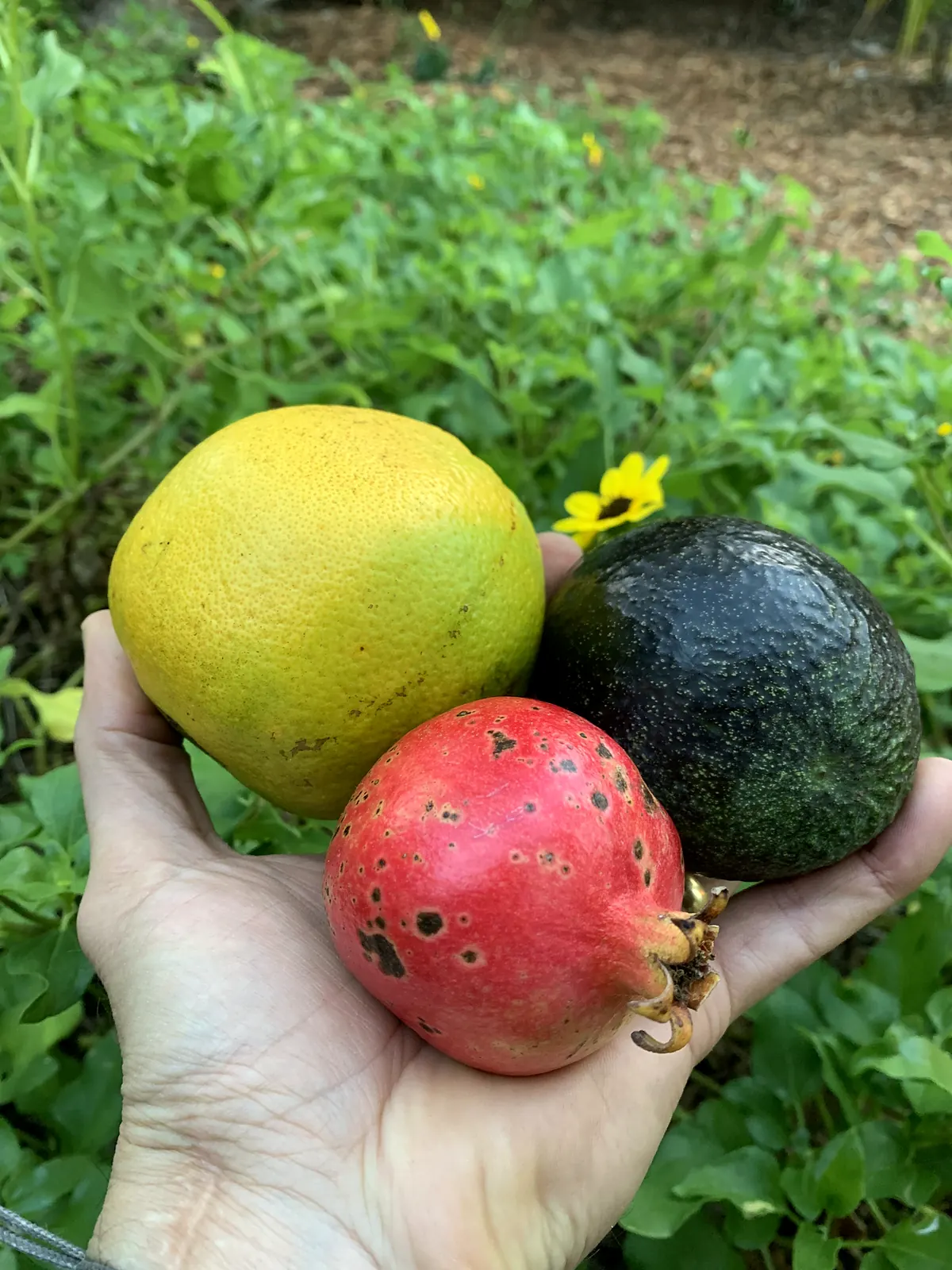 Hand holding a pomegranate, an avocado and a citrus fruit picked from the food forest