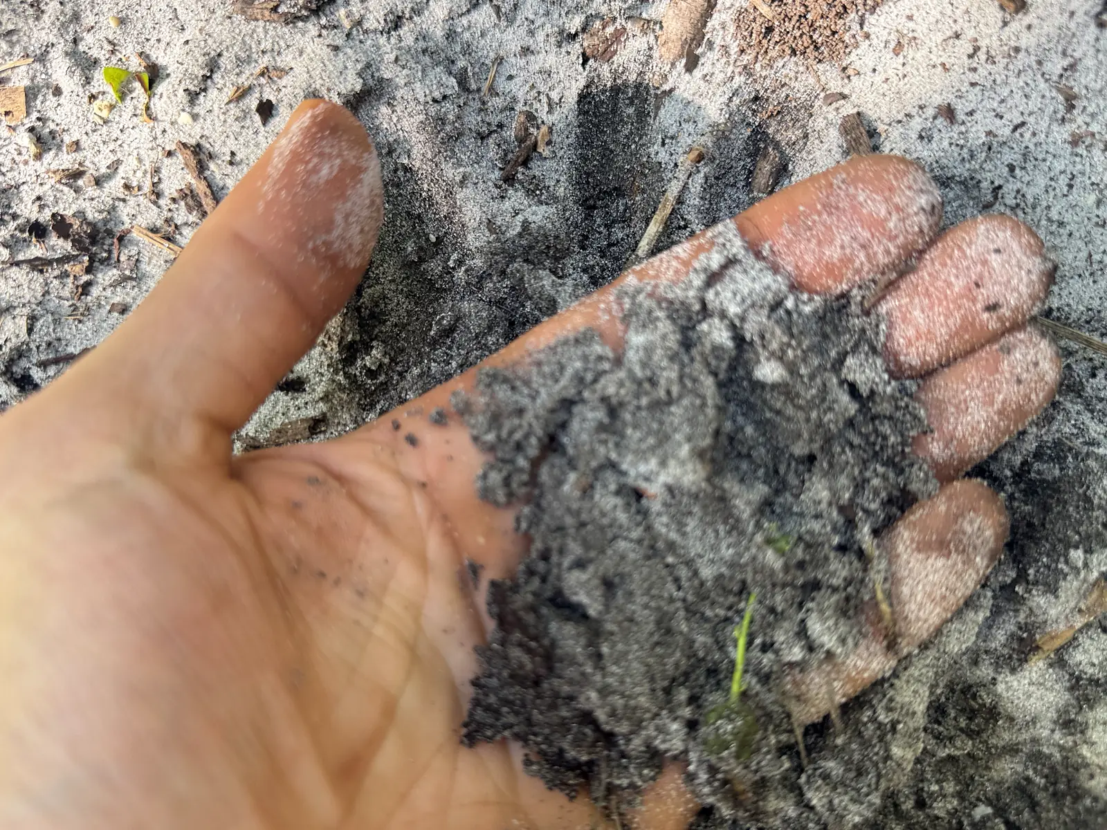 Handful of pale, sandy Bradenton soil with almost no organic matter, 2022