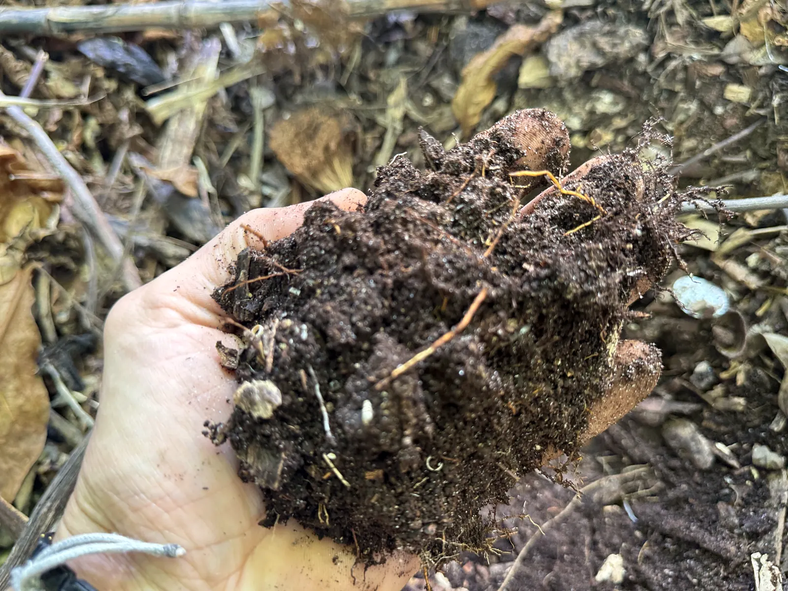 Handful of dark, rich composted soil full of roots and organic matter, 2026