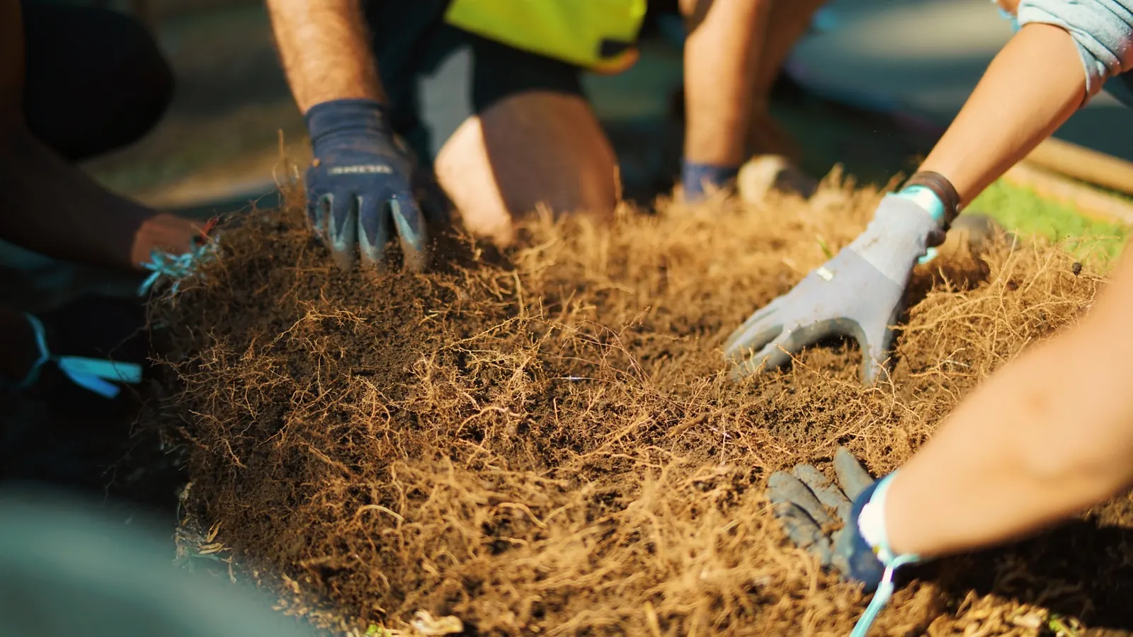 Gloved hands spreading mulch around a new planting during a hands-on workshop