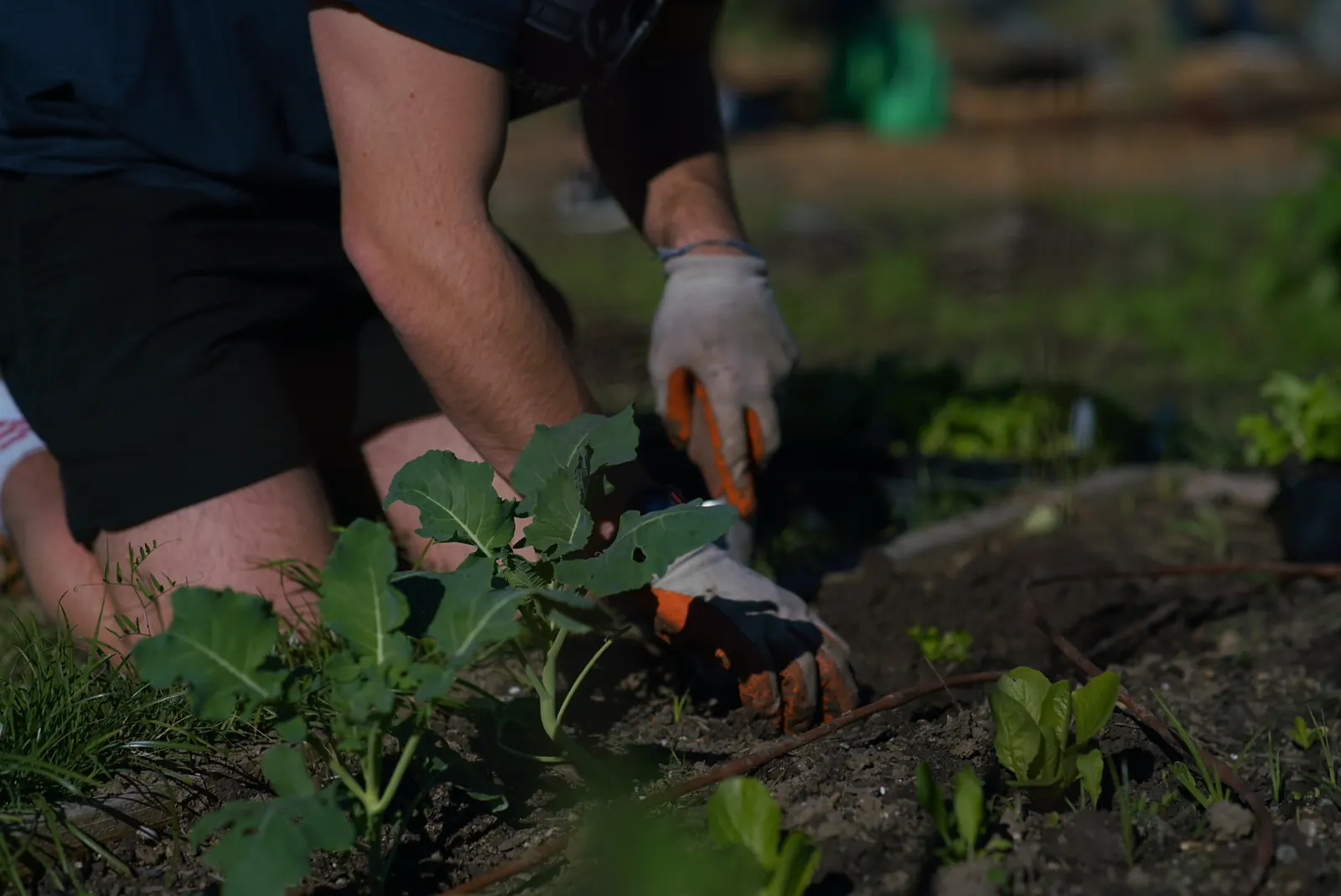 Bring Back Eden crew hands planting a young plant into fresh mulch during a Florida food forest installation