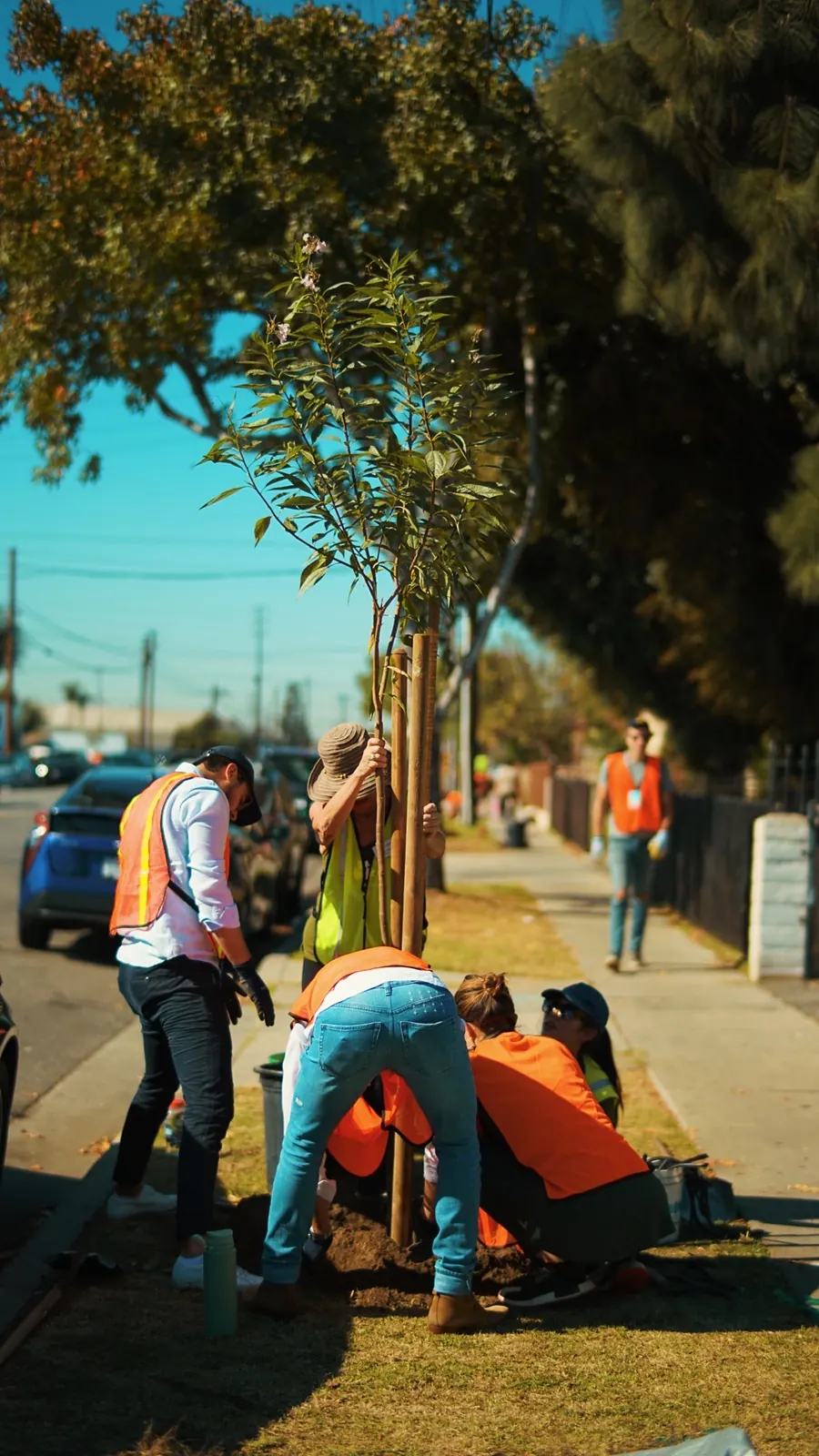 Volunteers planting fruit trees along a neighborhood street in Florida
