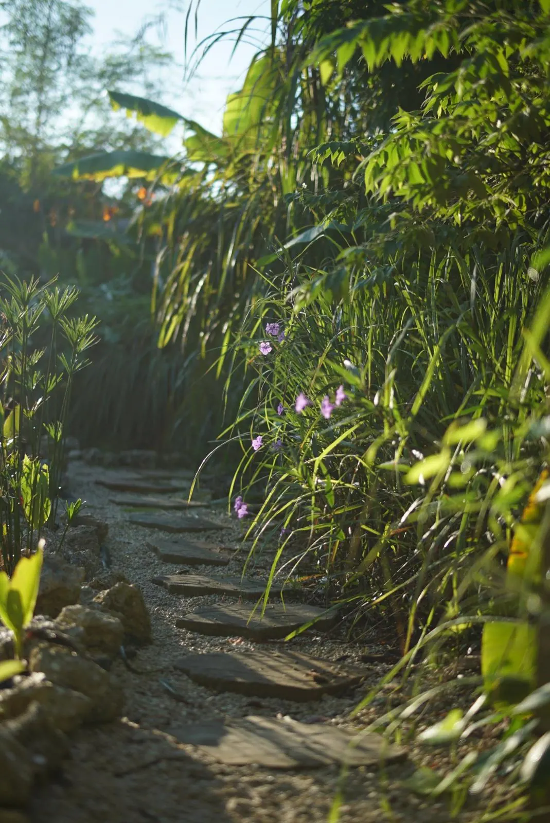 Gravel path with stepping stones and wild petunias in morning light