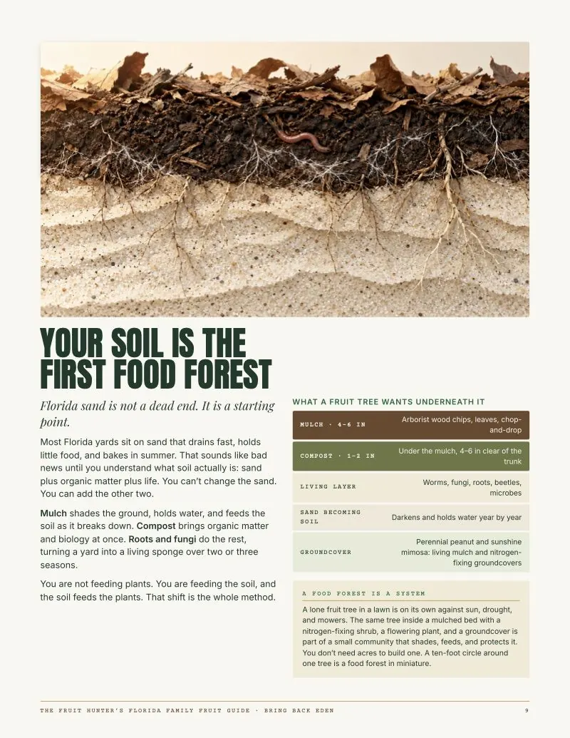Guide page 9: Your soil is the first food forest, with a soil cross-section