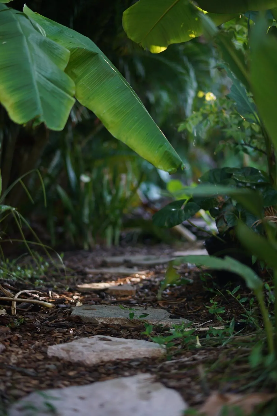Stepping stones under banana leaves