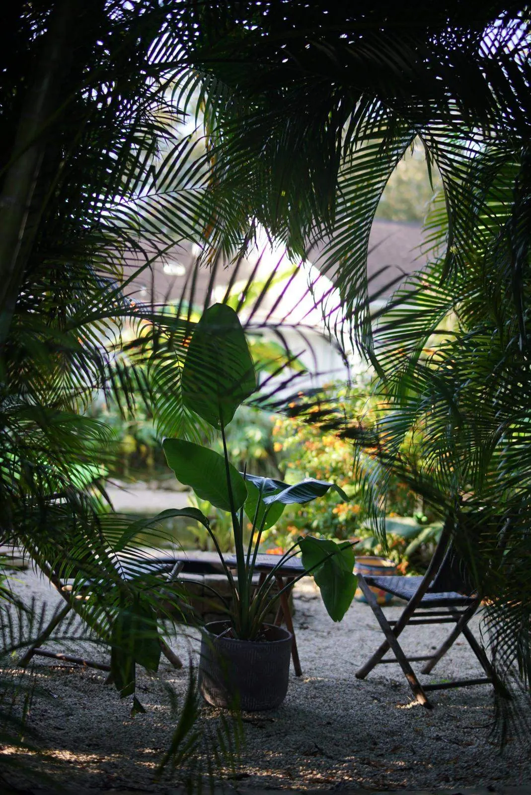 Garden seating framed by arching palm fronds inside the Bradenton food forest
