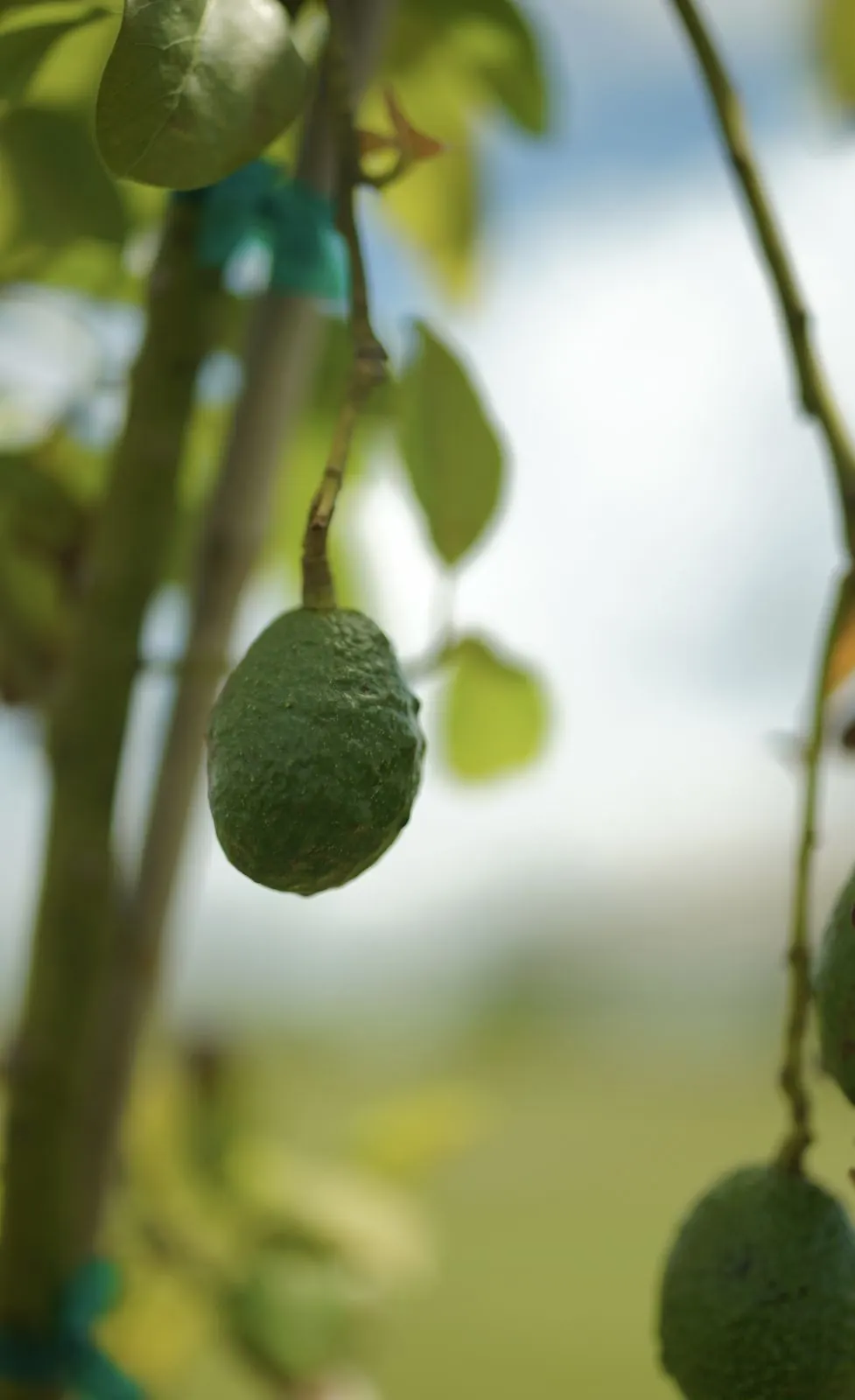 Avocados hanging on a young Sarasota tree