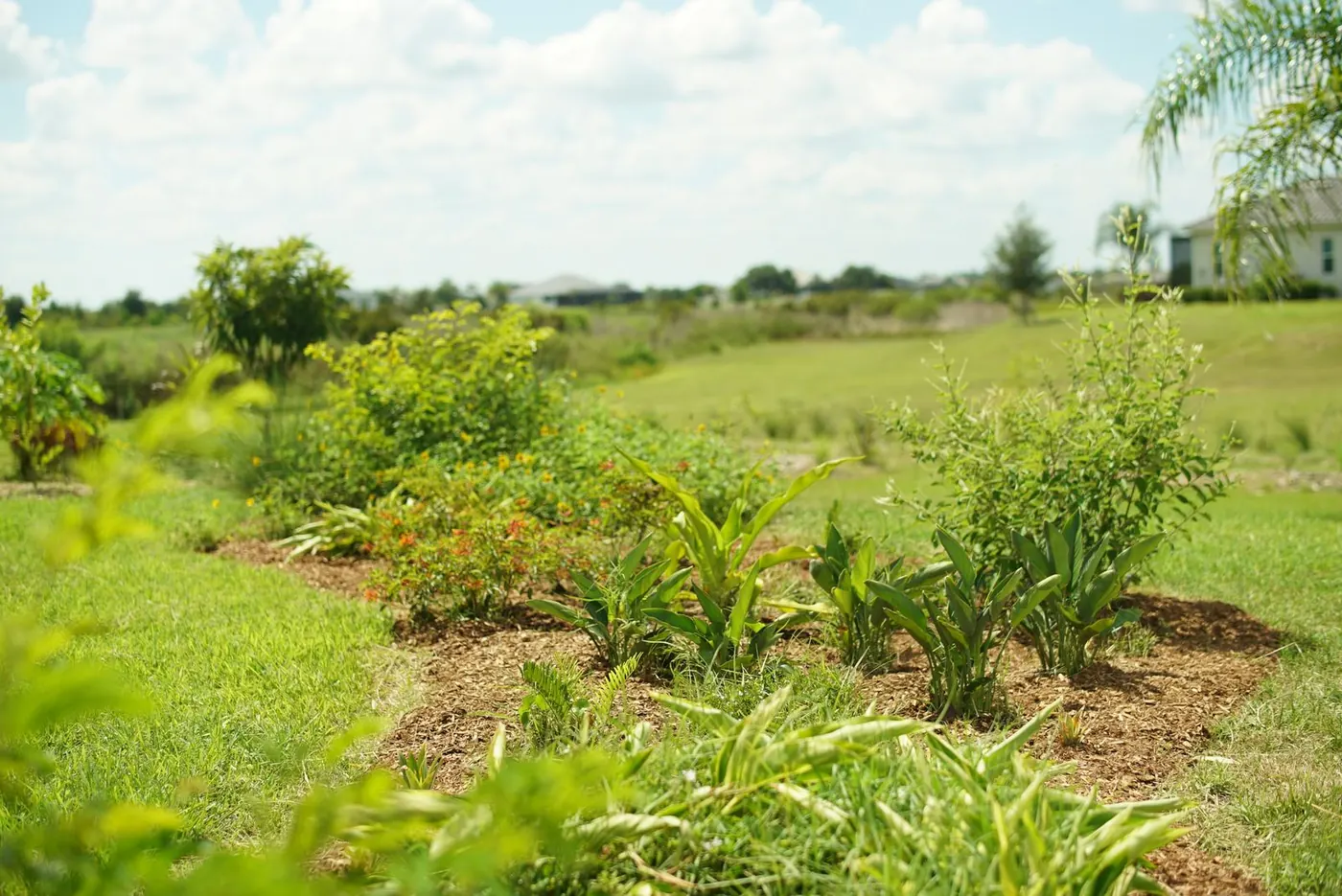 Curved food forest beds with natives and fruit trees in Sarasota