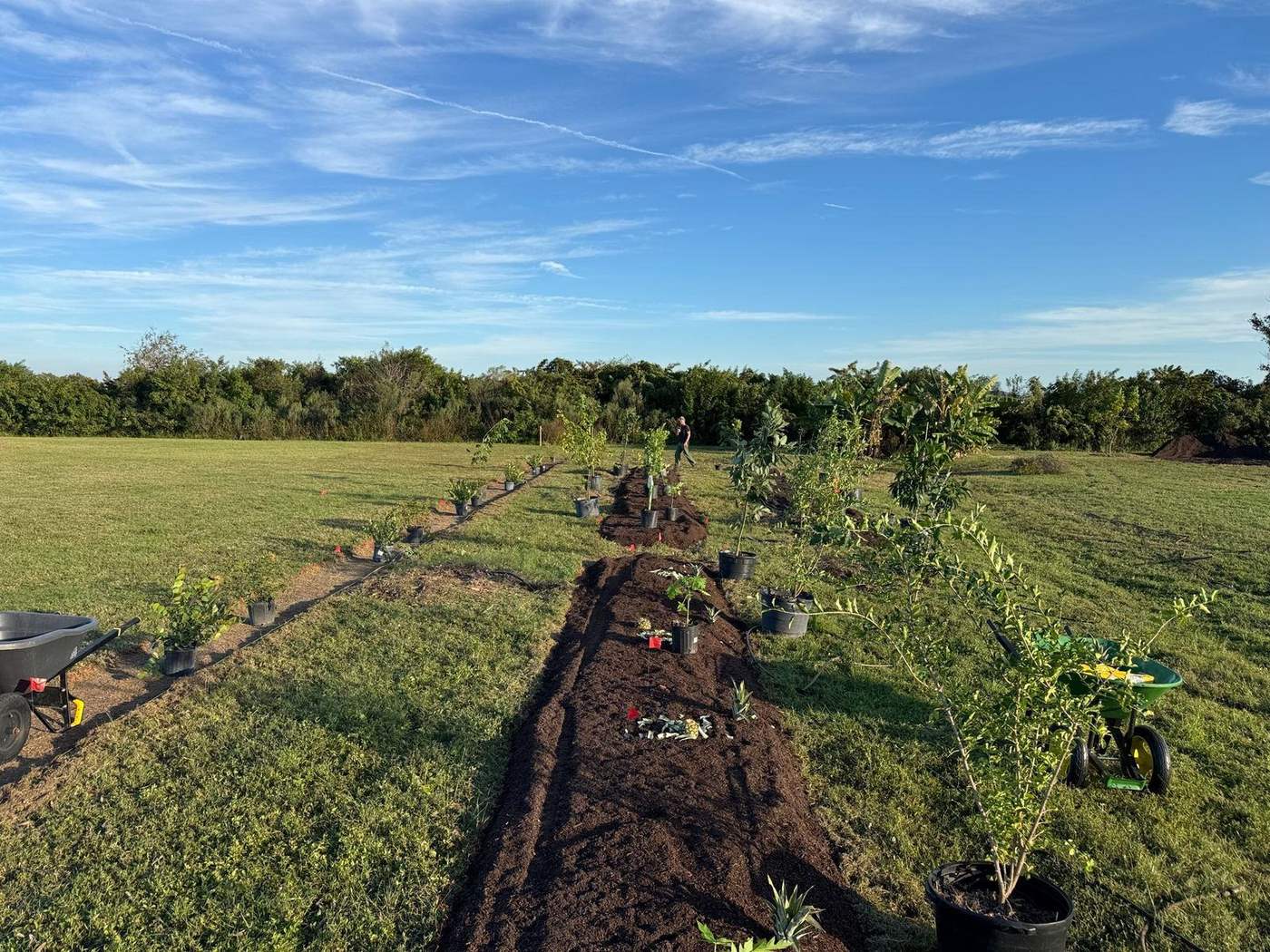 Rows being formed and planted on install day