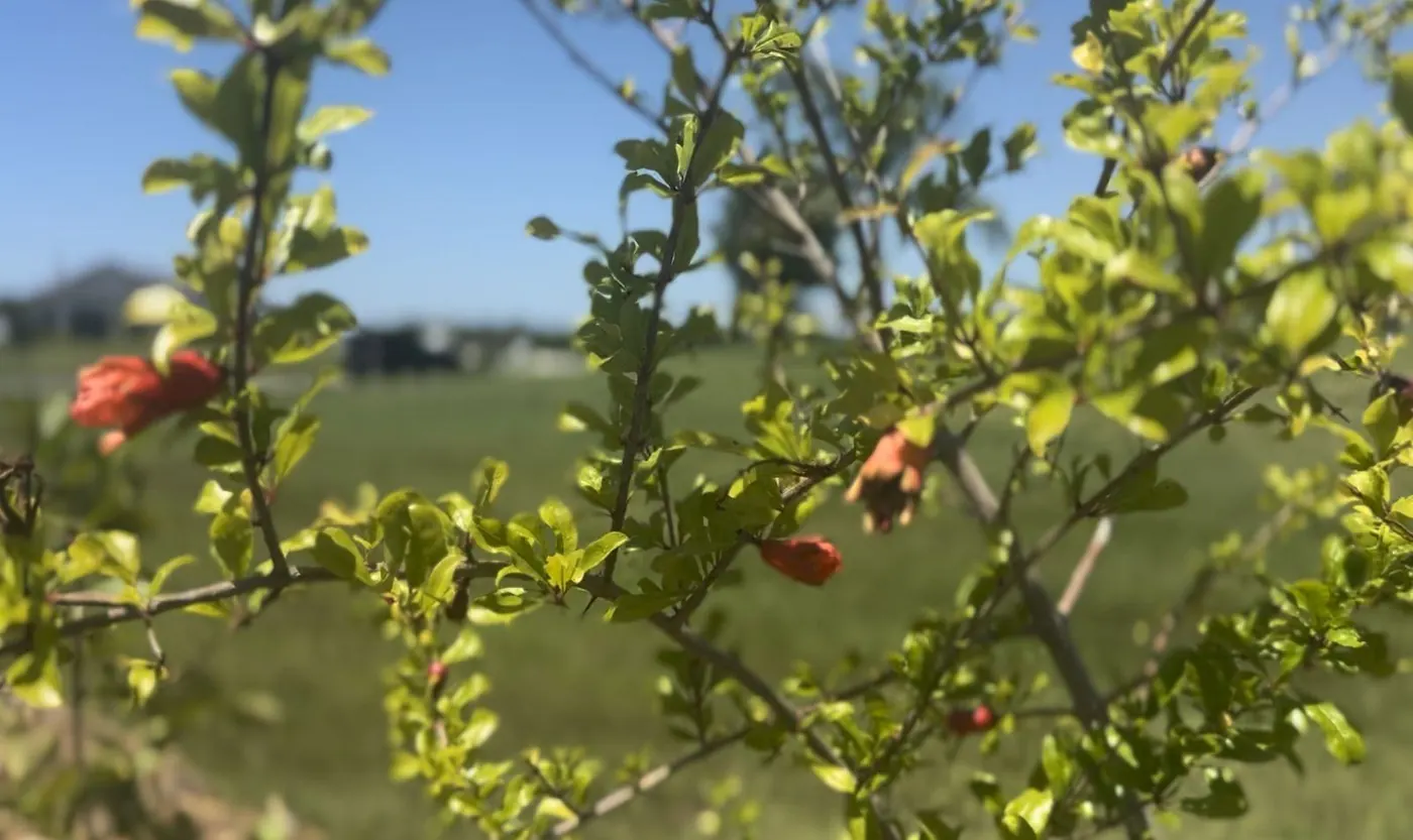 Pomegranate flowering with early fruit