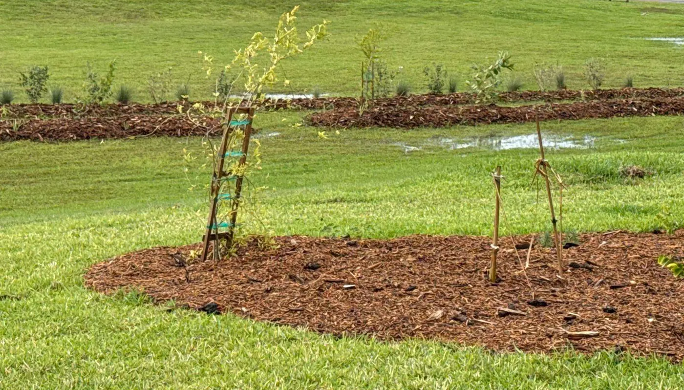Standing water in the low ground beside planted food forest beds after heavy rain