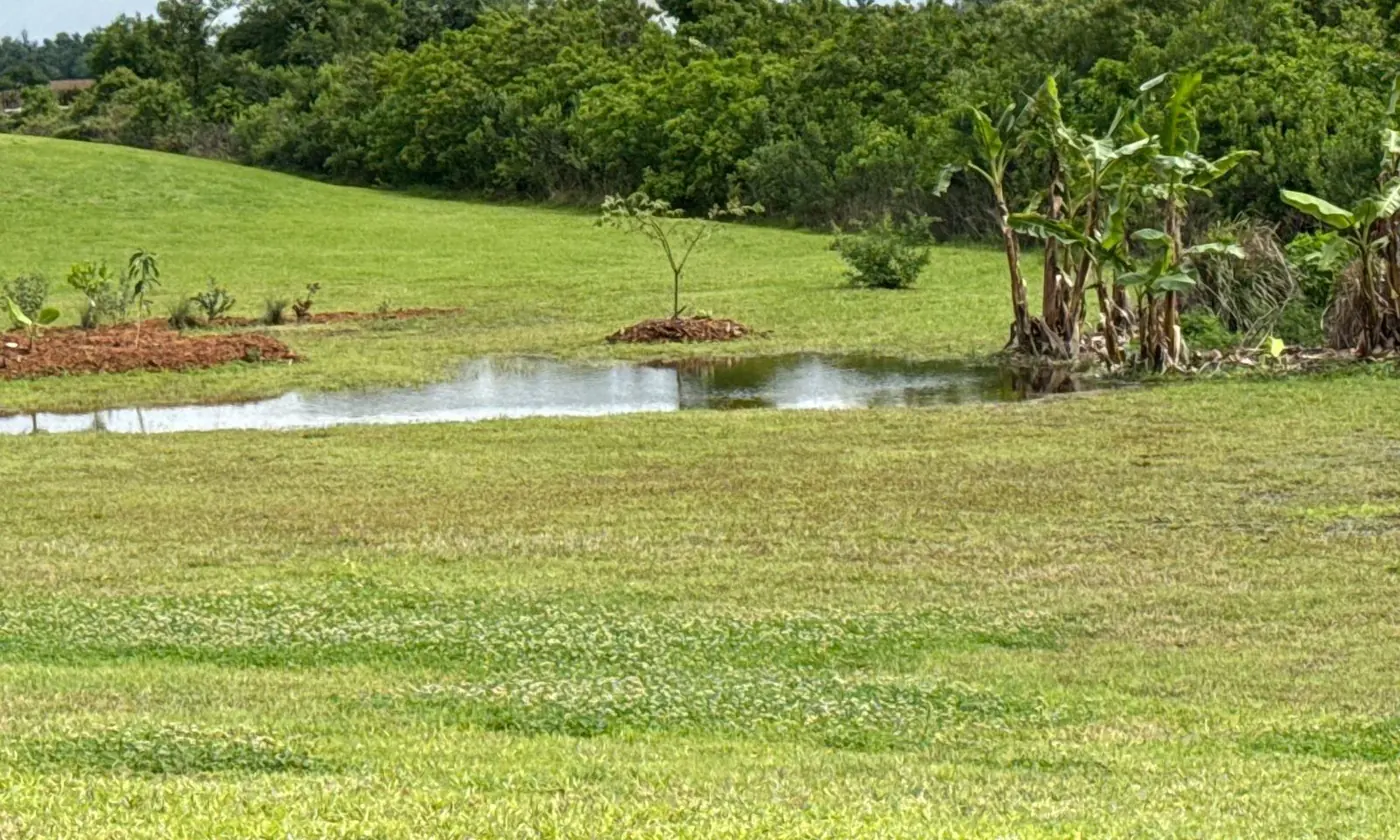 Seasonal standing water in the low ground of the Sarasota property after heavy rain