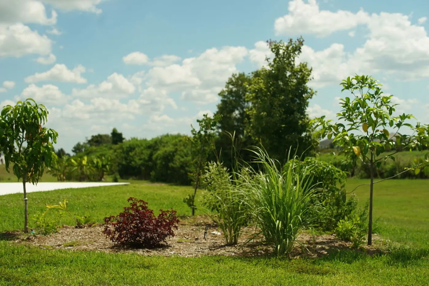Young fruit trees and a native hedge establishing on a Sarasota property