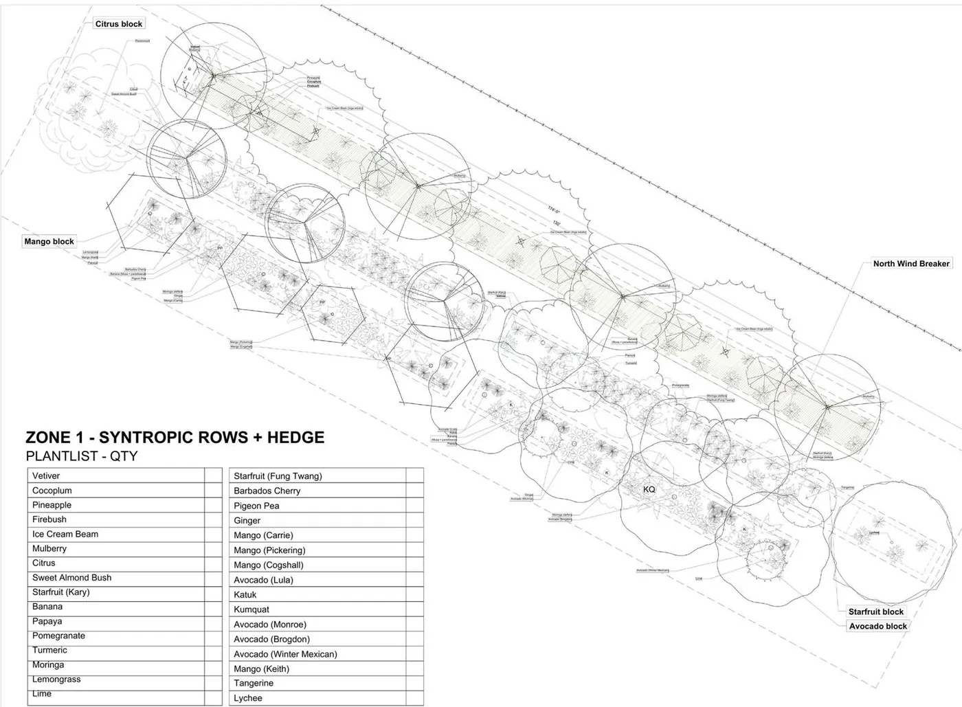 Phase 1 planting plan showing a north windbreak hedge and three syntropic rows with mango, citrus, avocado and starfruit blocks