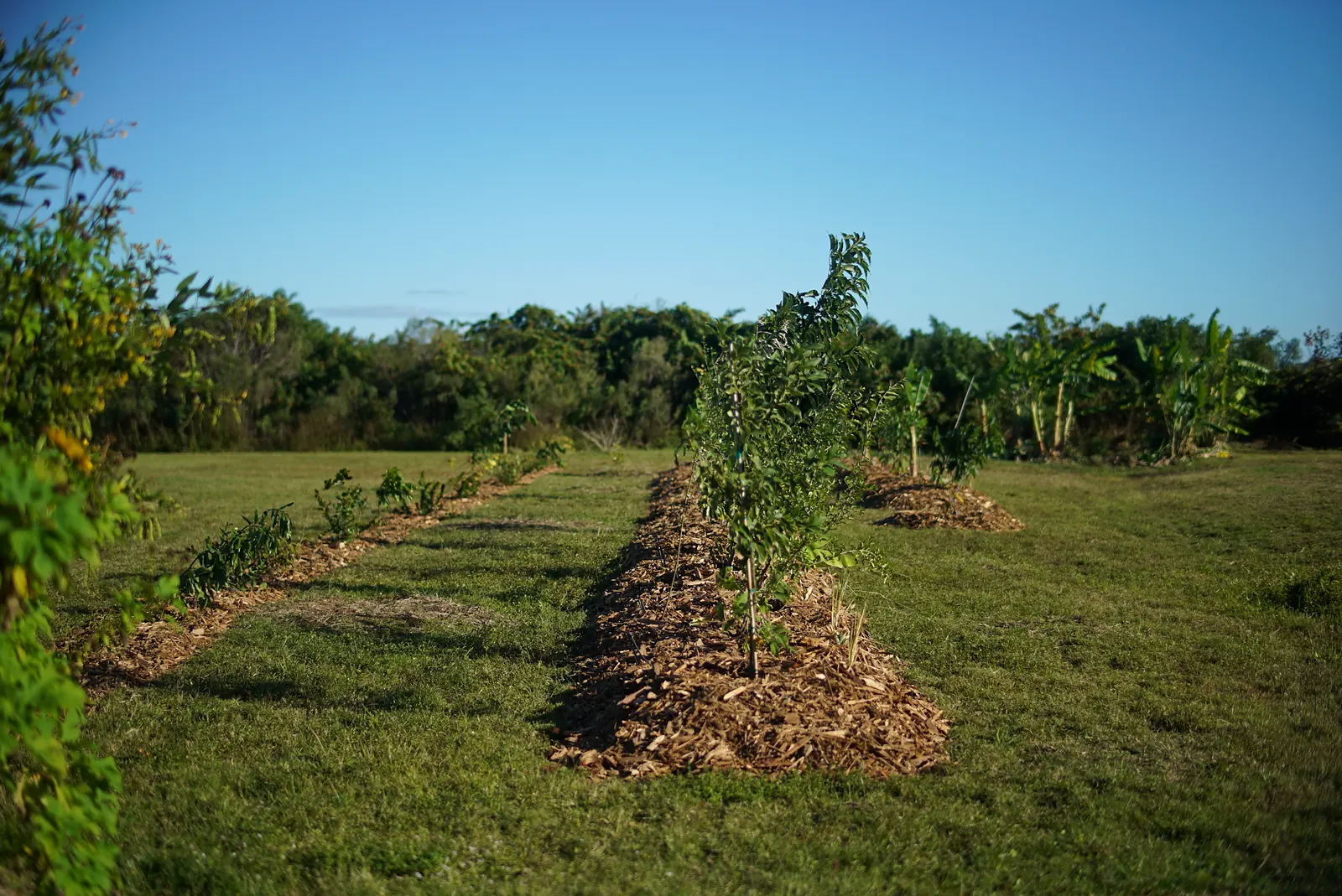 Long raised, mulched food forest row with a young fruit tree on a Sarasota property