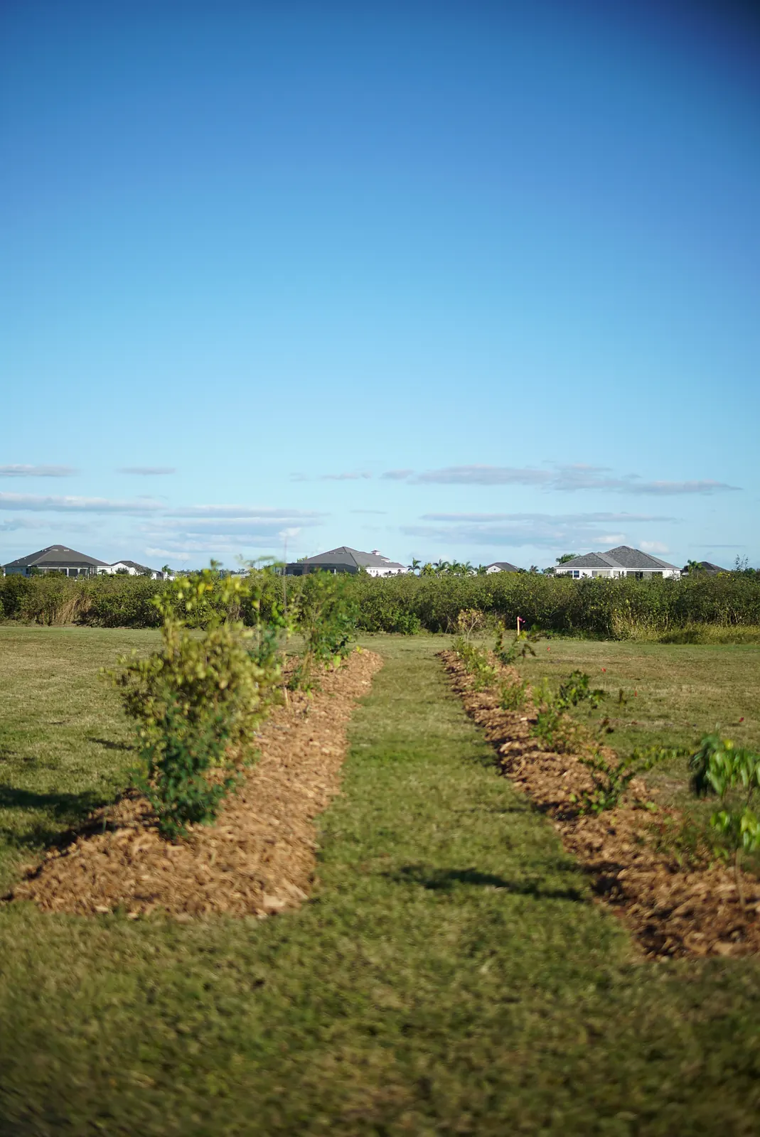 Two parallel raised rows of young fruit trees with a grass access lane between them
