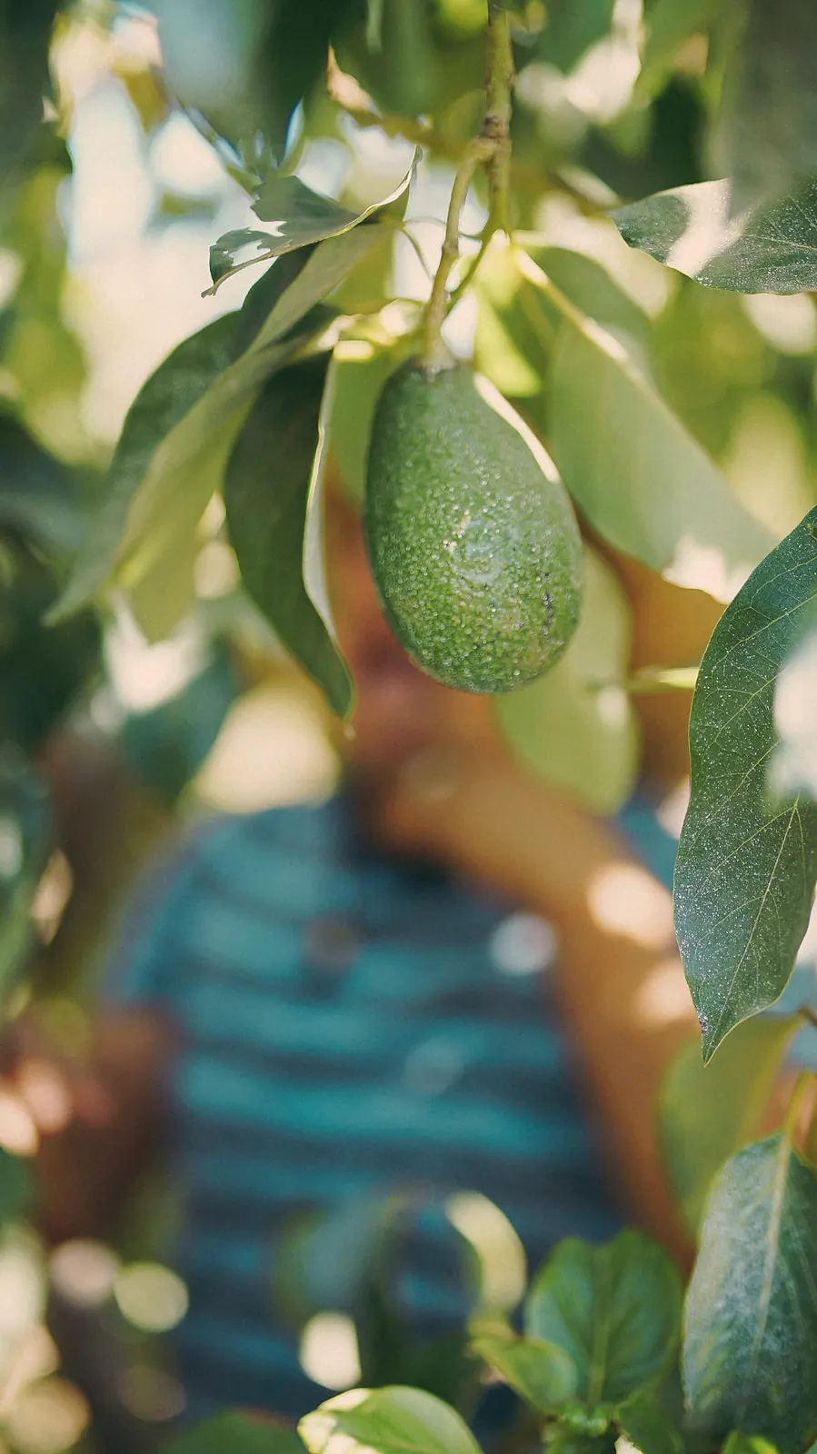 Avocado hanging from a branch in the Sarasota food forest