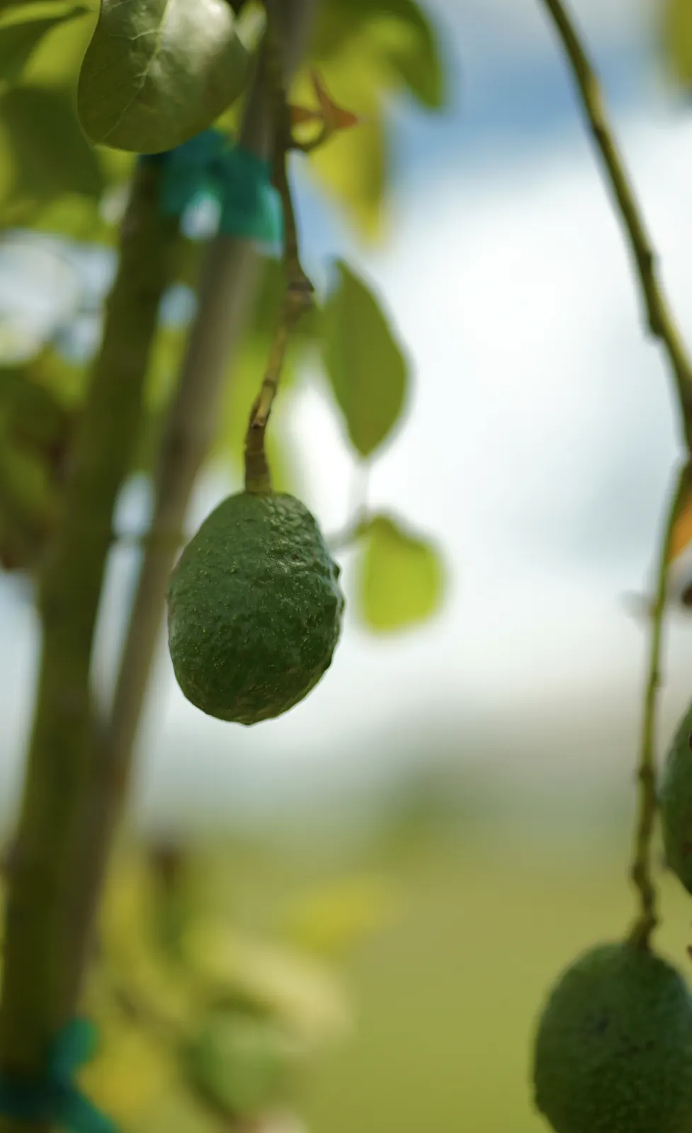 Young avocado tree carrying fruit about three months after planting, Sarasota 2026