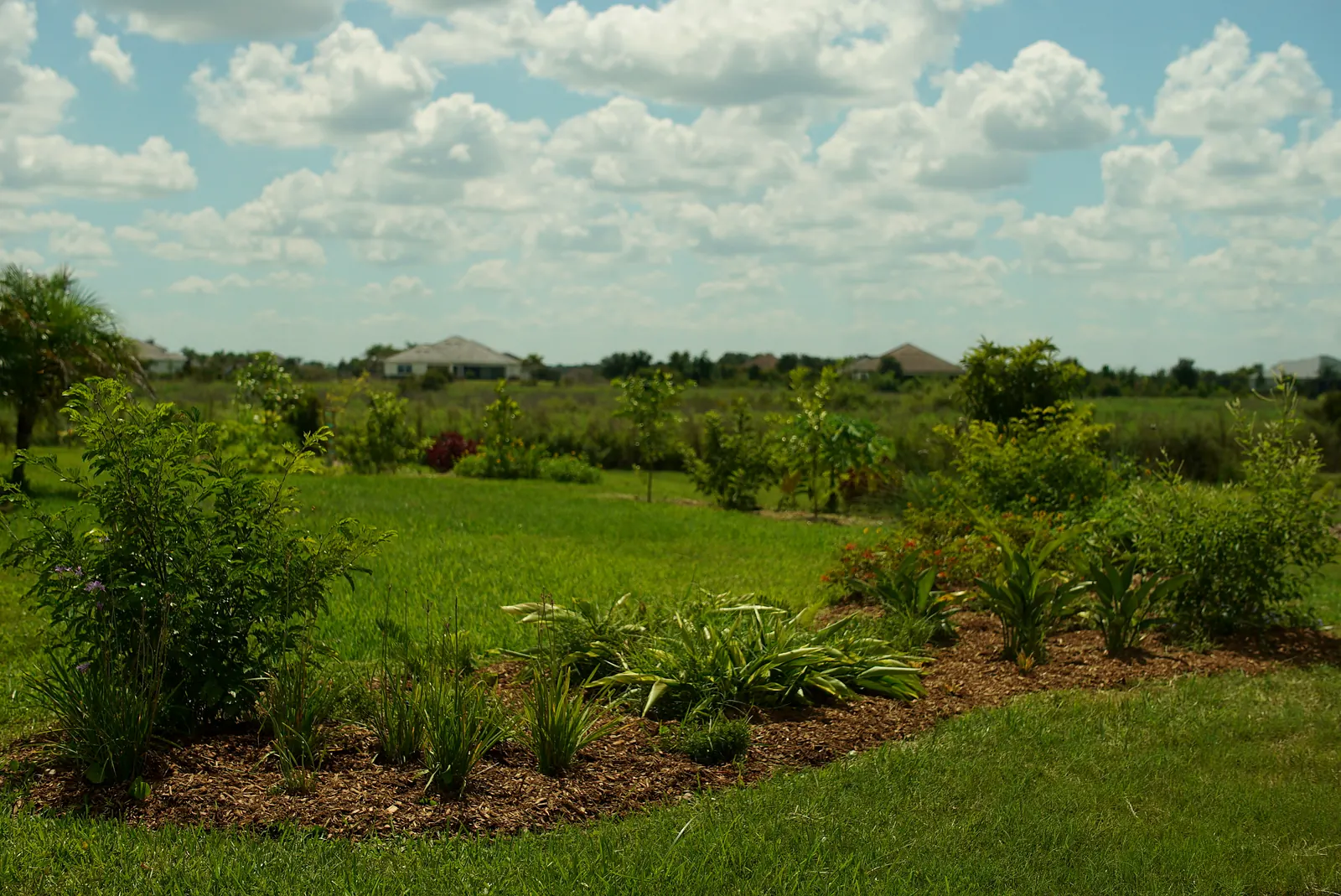 Food forest beds edging the lawn under a bright Florida sky