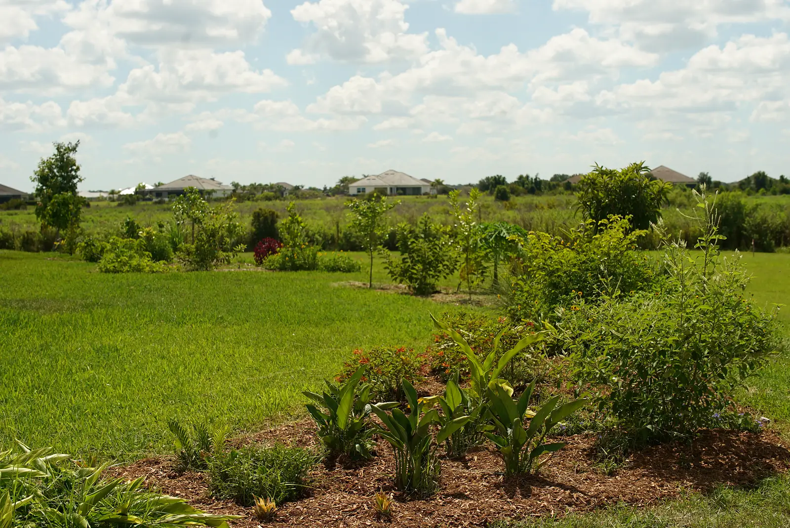 Colorful food forest beds with fruit trees and flowering shrubs wrapping around a Sarasota home