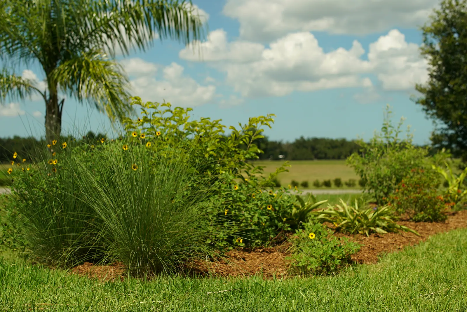 Ornamental grasses and flowering shrubs in a curved food forest bed
