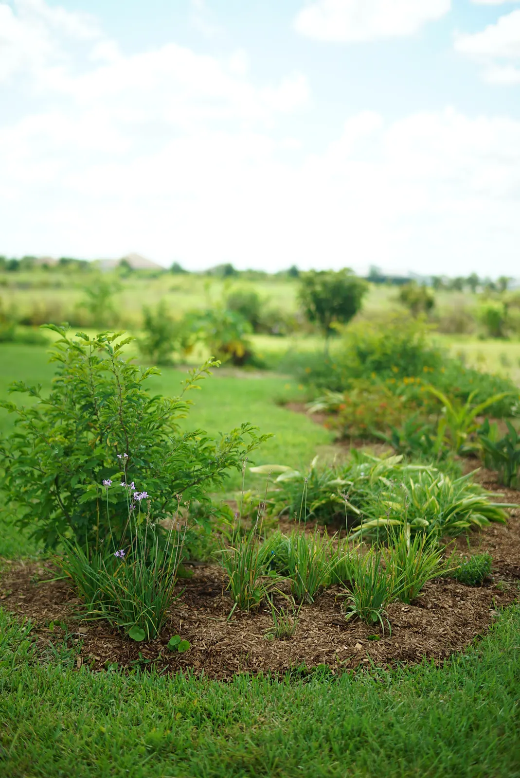 Curving grass path between flowering food forest beds