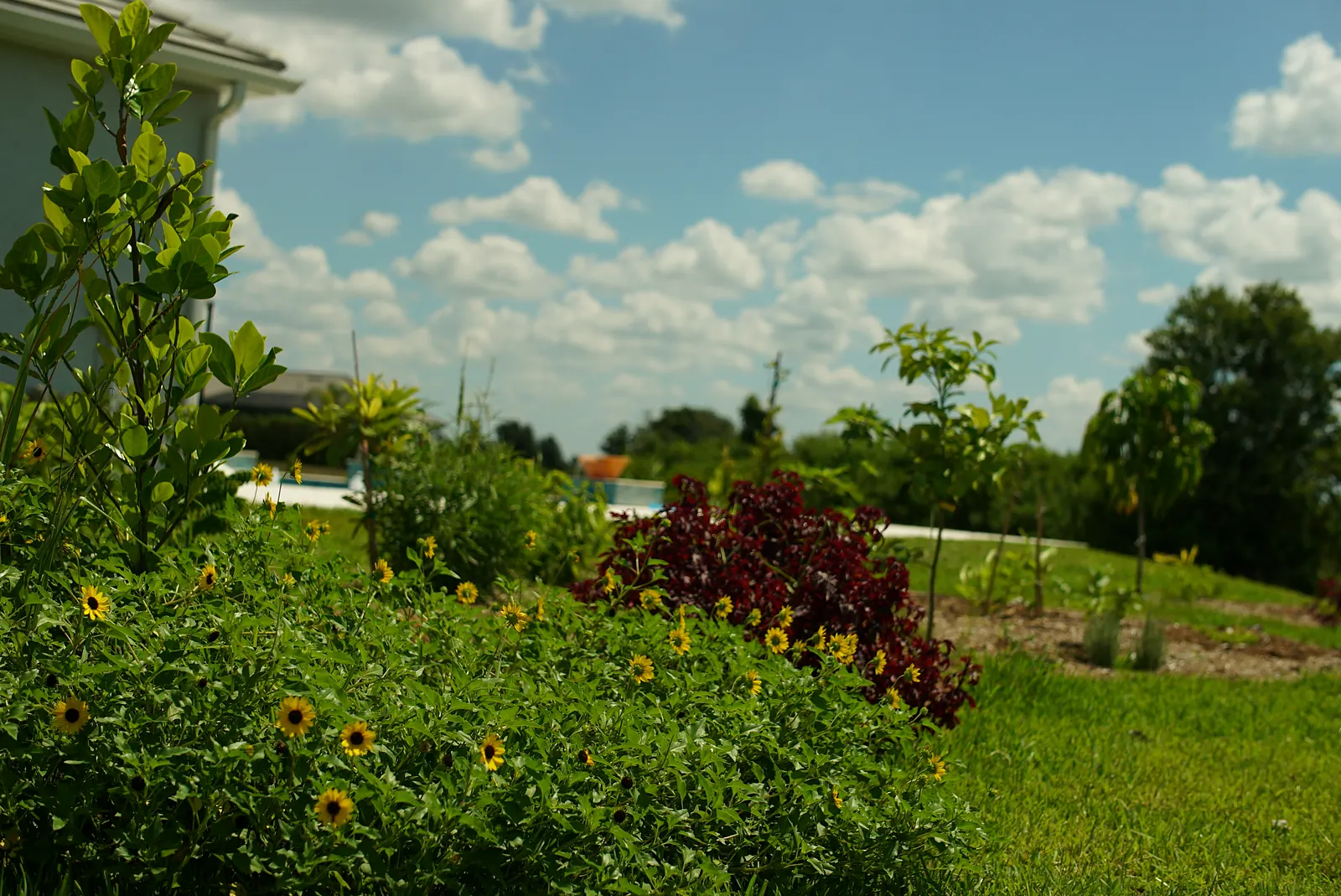 Bright flowering plants, sunflowers and red croton in a food forest bed beside the house