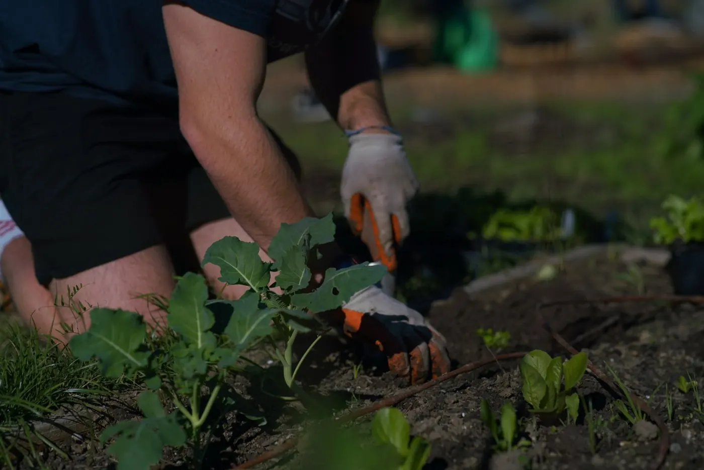 Gloved hands planting young greens in fresh soil